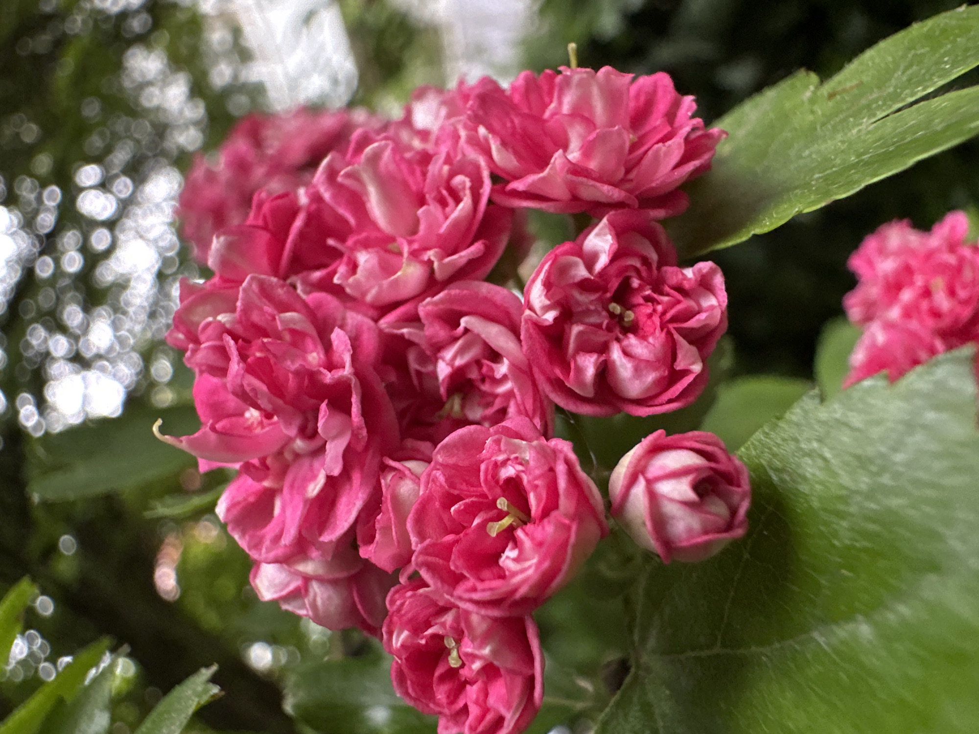 Pink hawthorn blossoms captured in bloom in Stavropol