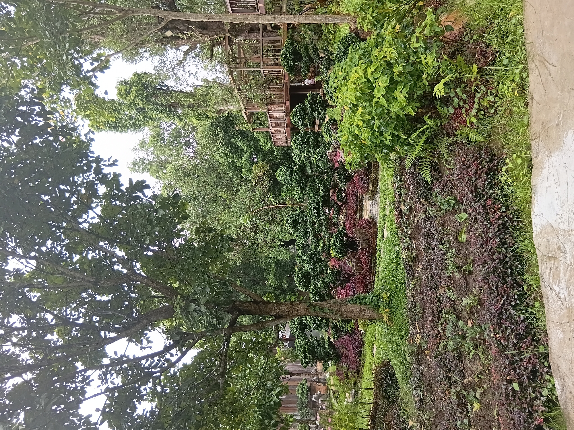 Misty garden park in Ban Pha Sao with waterfalls and forest paths