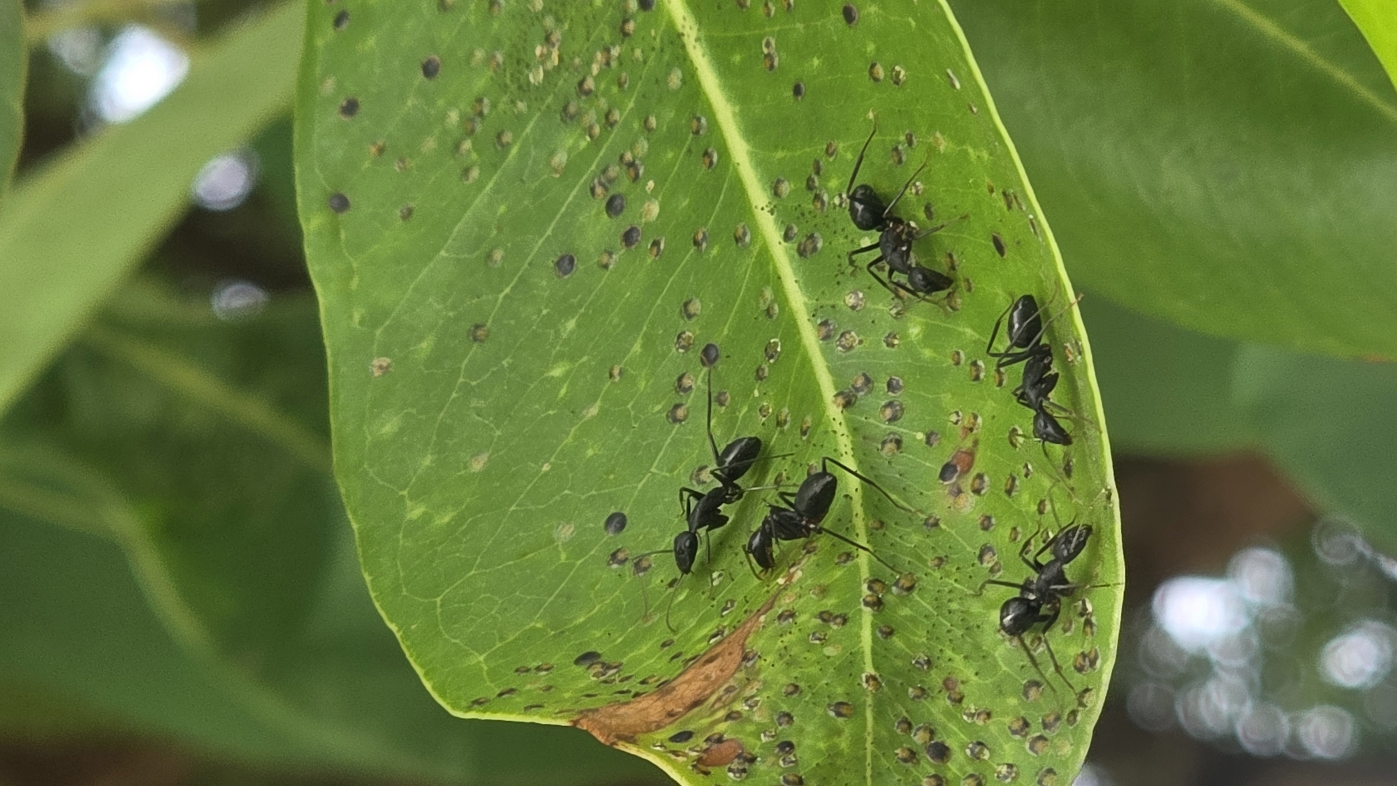 Witness documents diverse wildlife activity in Lhokseumawe gardens