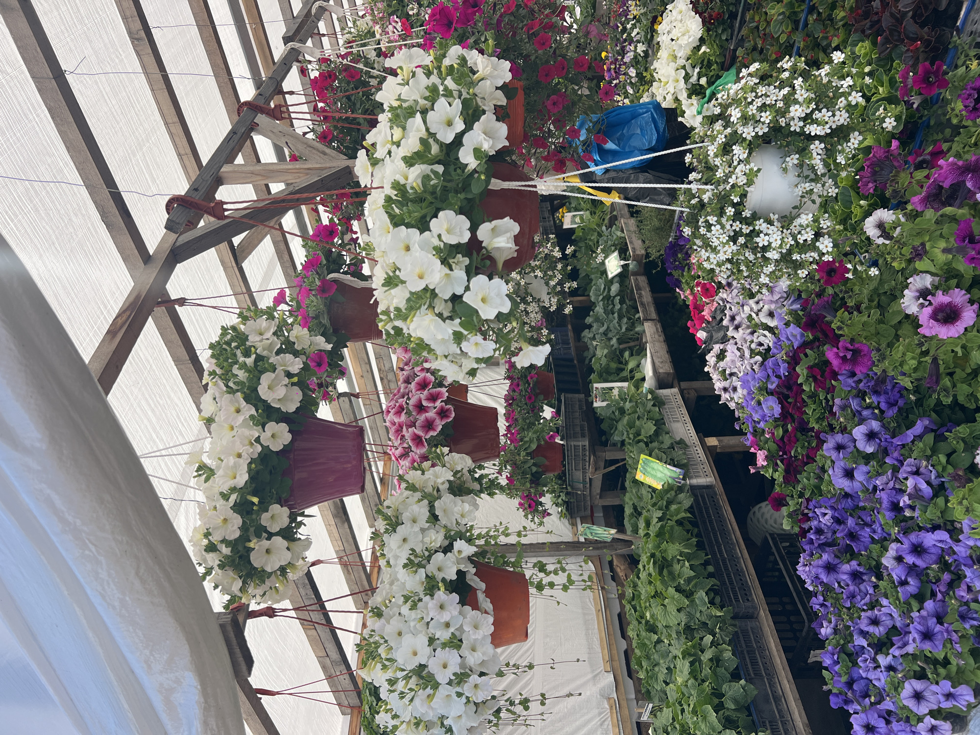 Early morning flower market captured in Zima Juzhnaja, Russia