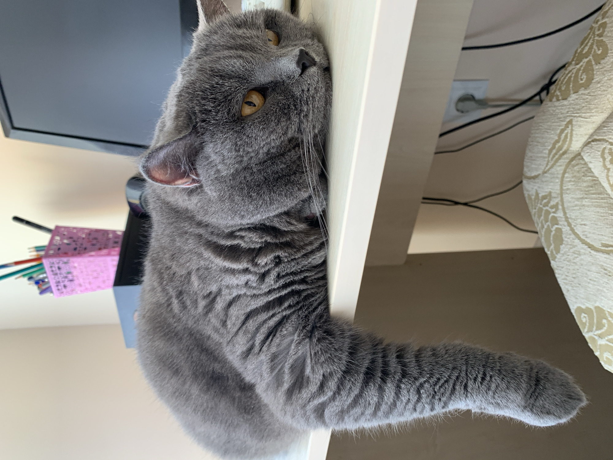 Grey British Shorthair lounging and peeking around a Ternopil desk