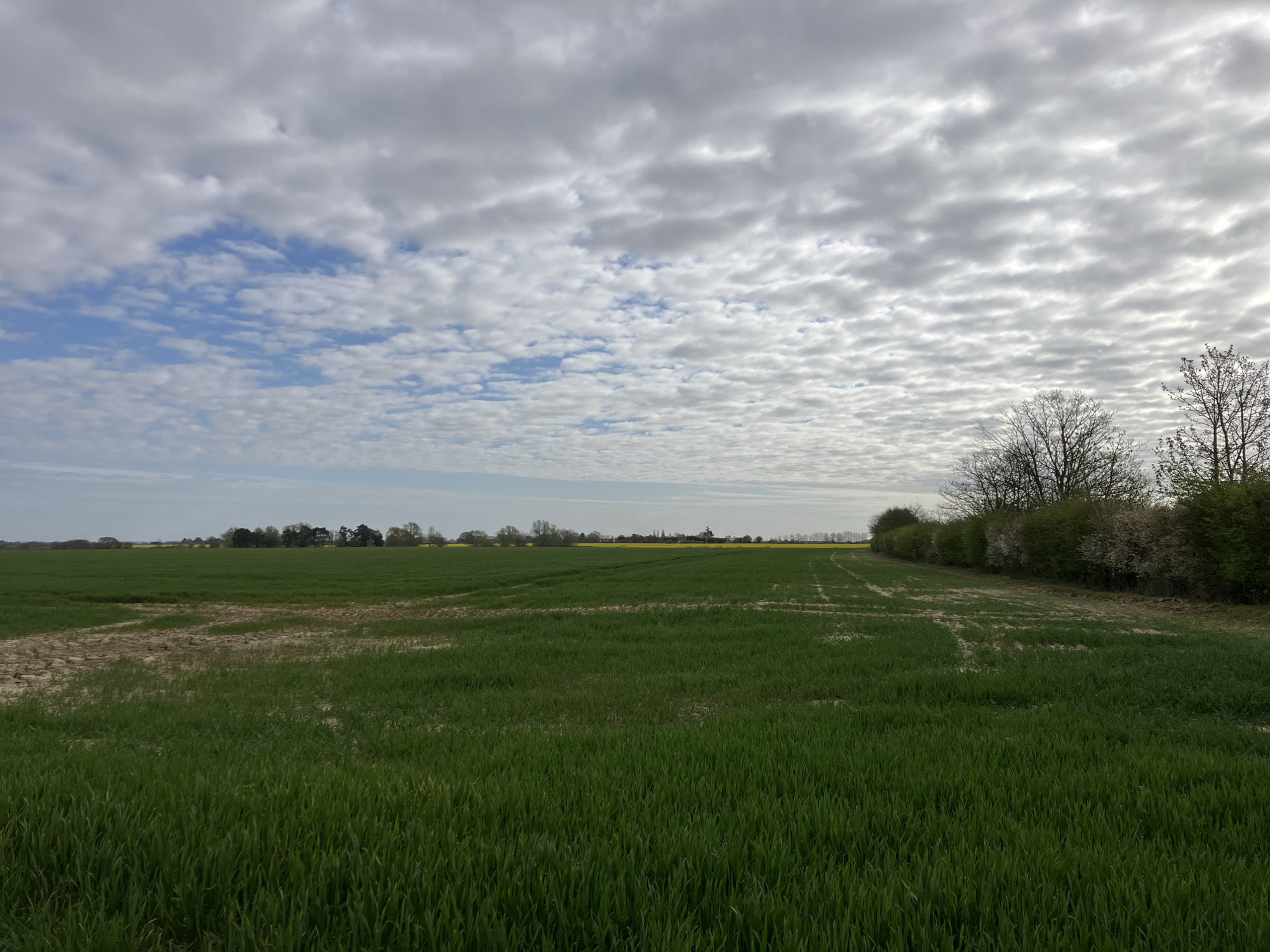 Rural field near Wix shows mixed grass conditions