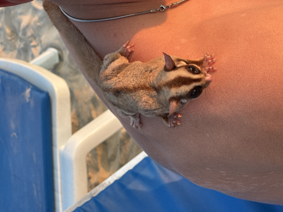 Tourist documents sunset and sugar glider encounter at Karon Beach