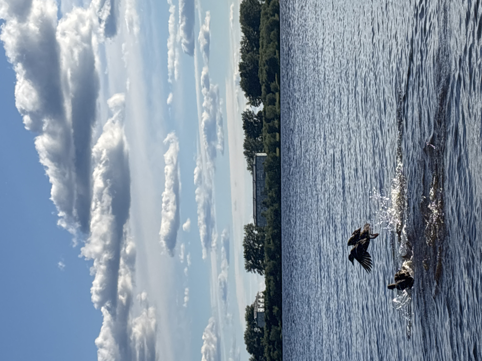 Ducks lifting off the water in Arkhangelsk