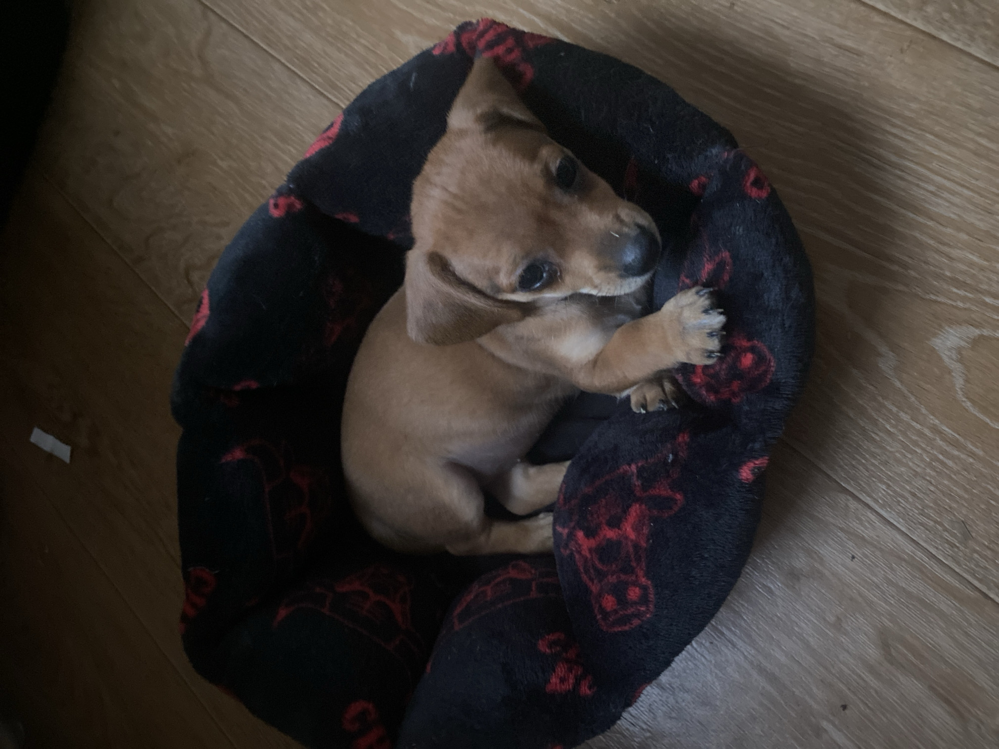 Two puppies lounging on a dog bed in Dnipro