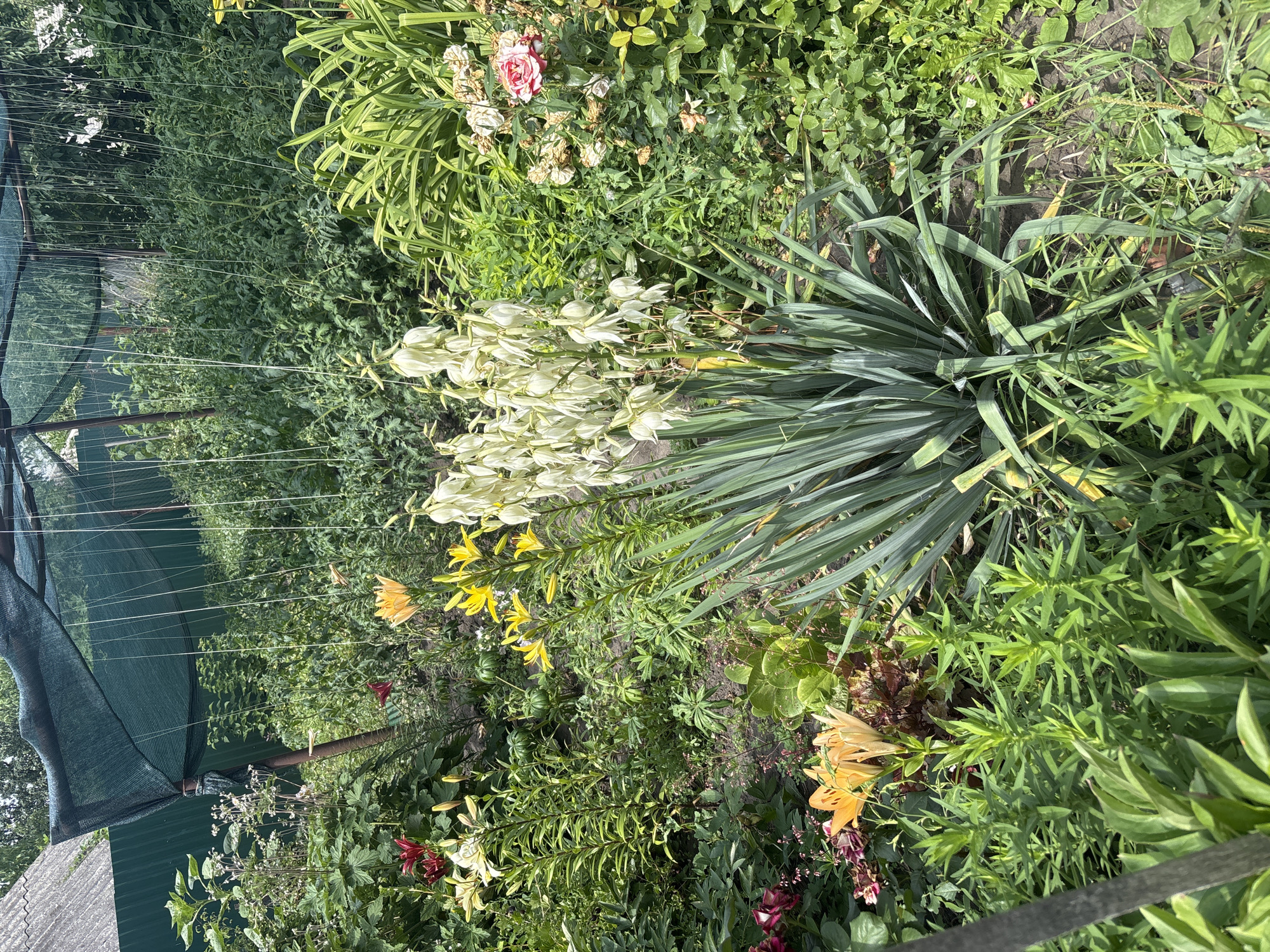 Backyard garden in full bloom, Zmiiv, Ukraine