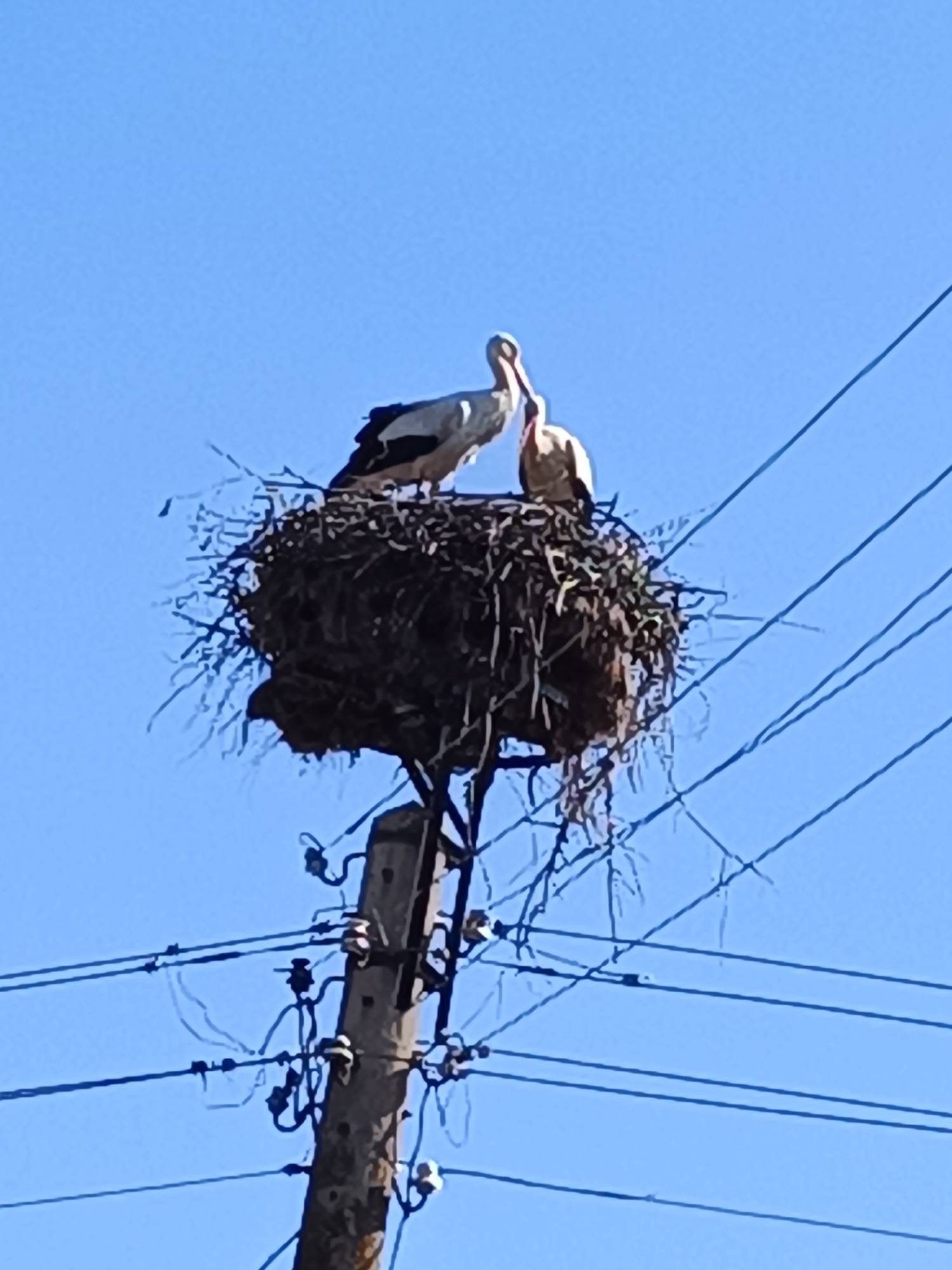Storks nest atop utility pole in Bulgarian city