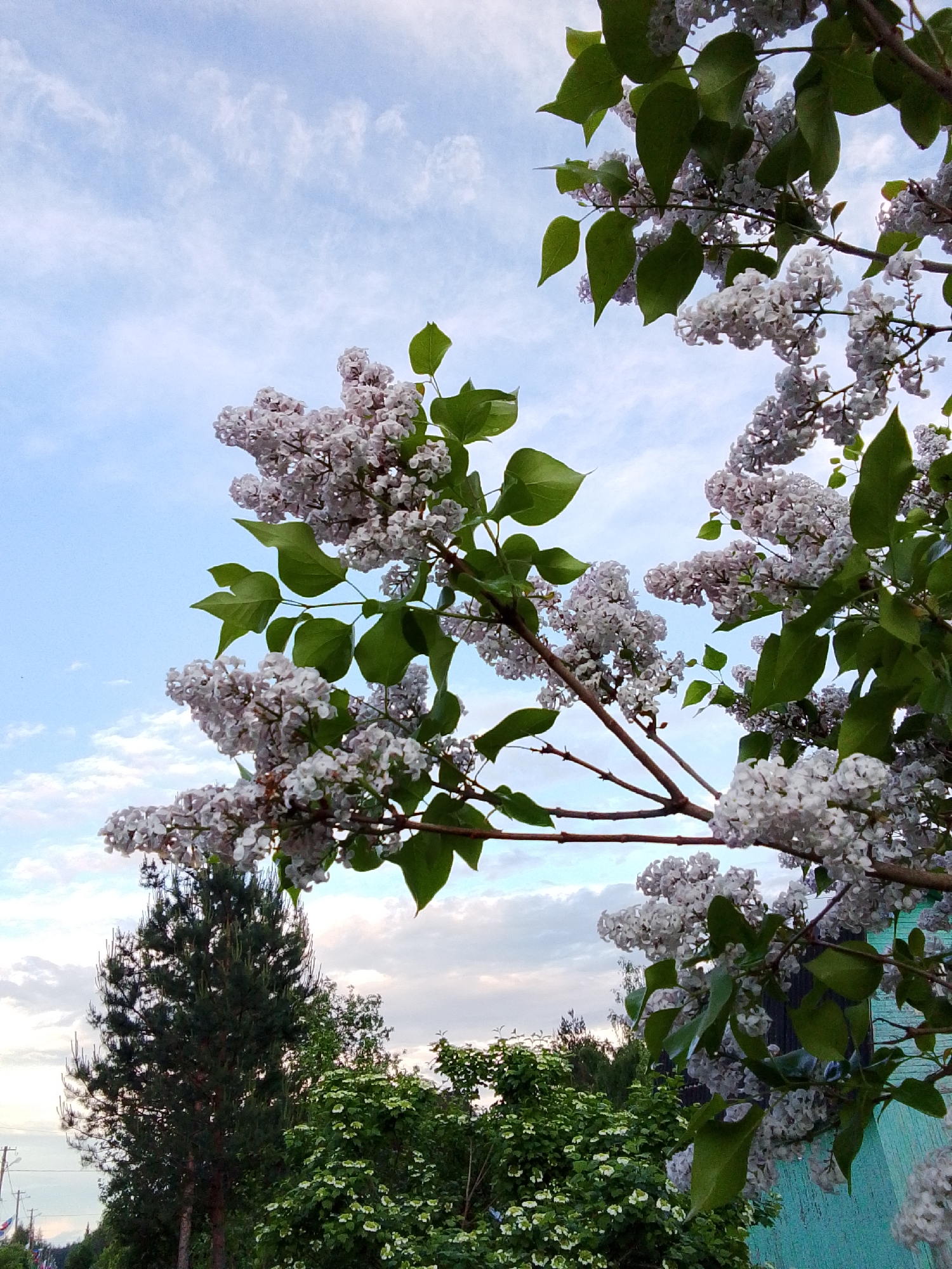Spring blooms and sky documented in Snopok Novyi, Russia