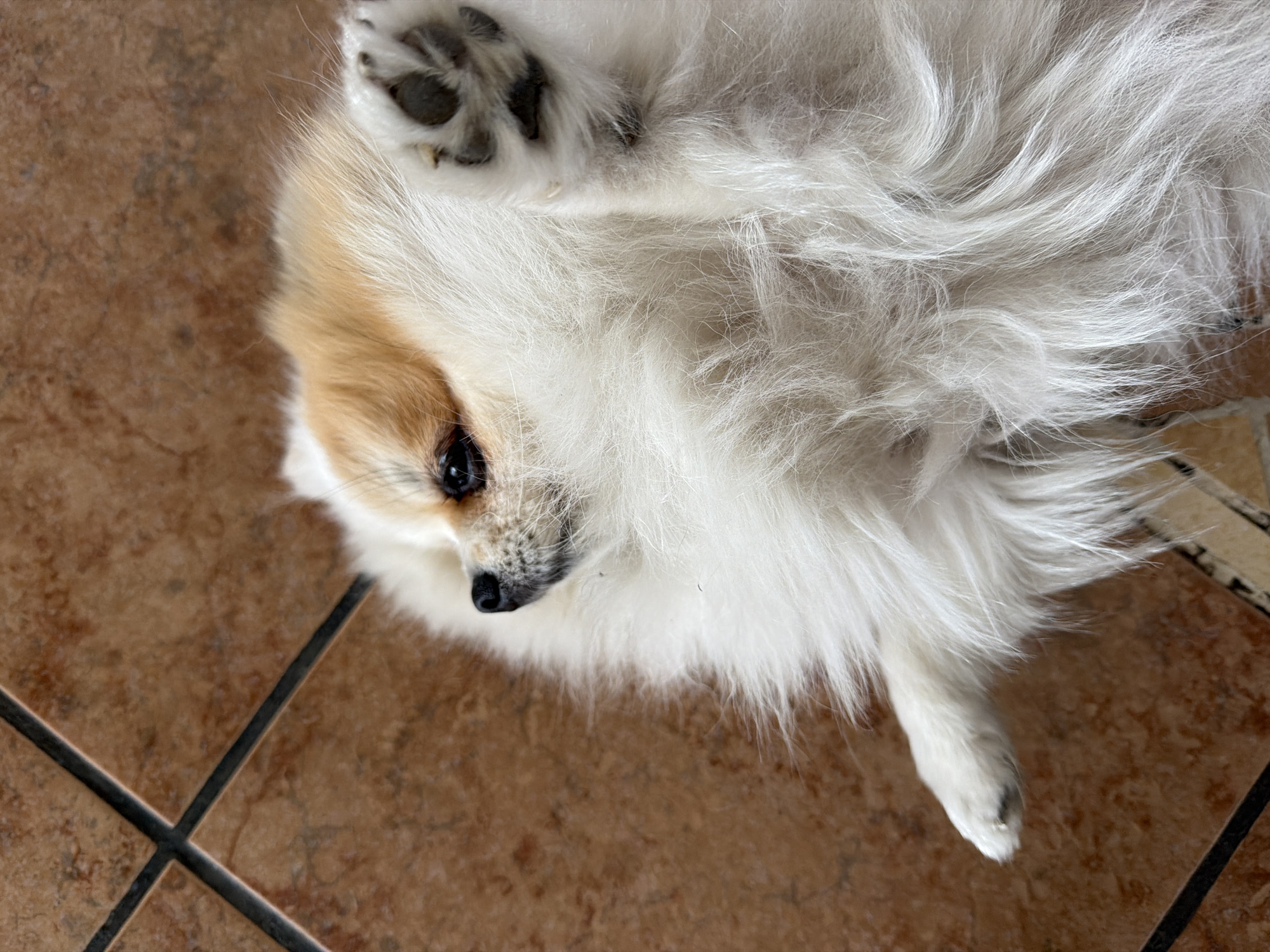 Pomeranian dog rests on back on tiled floor in Cuautla
