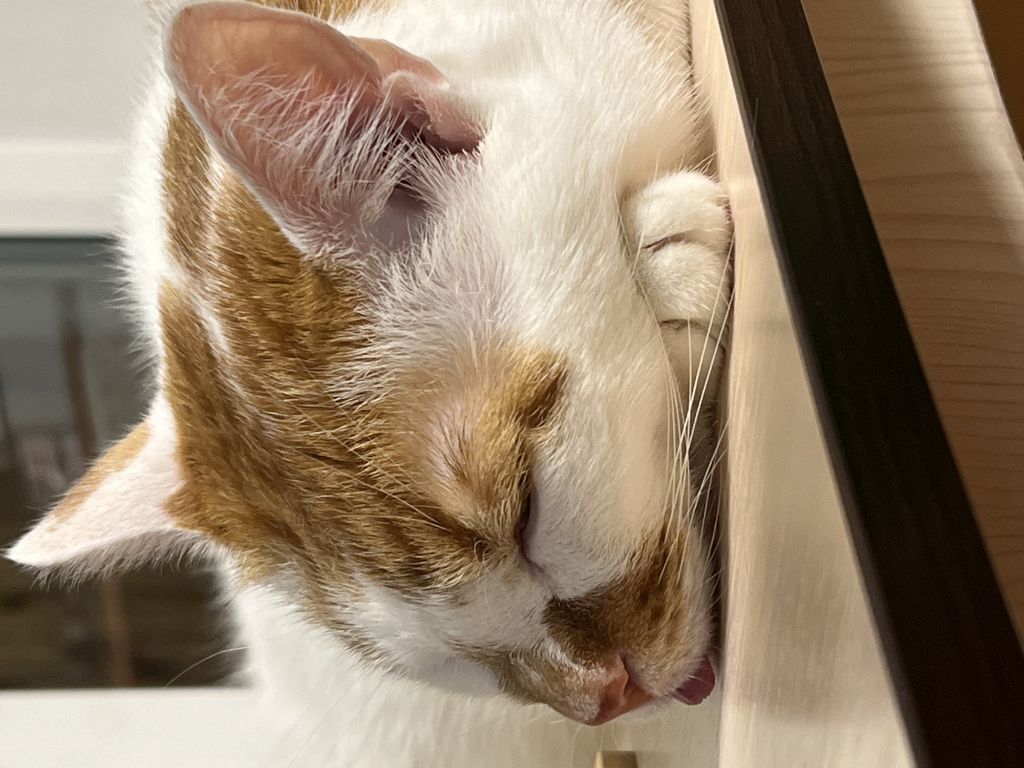 Cozy Minsk apartment: a sleepy cat and handmade décor