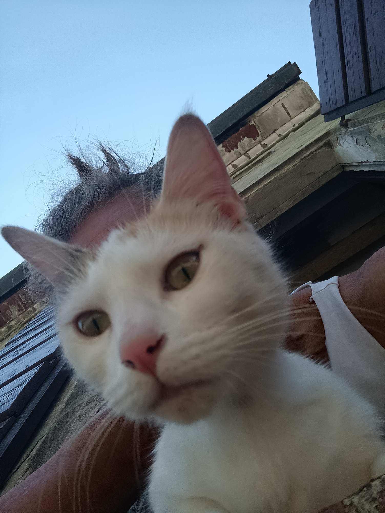 Person holds white cat with tan markings in Viadana