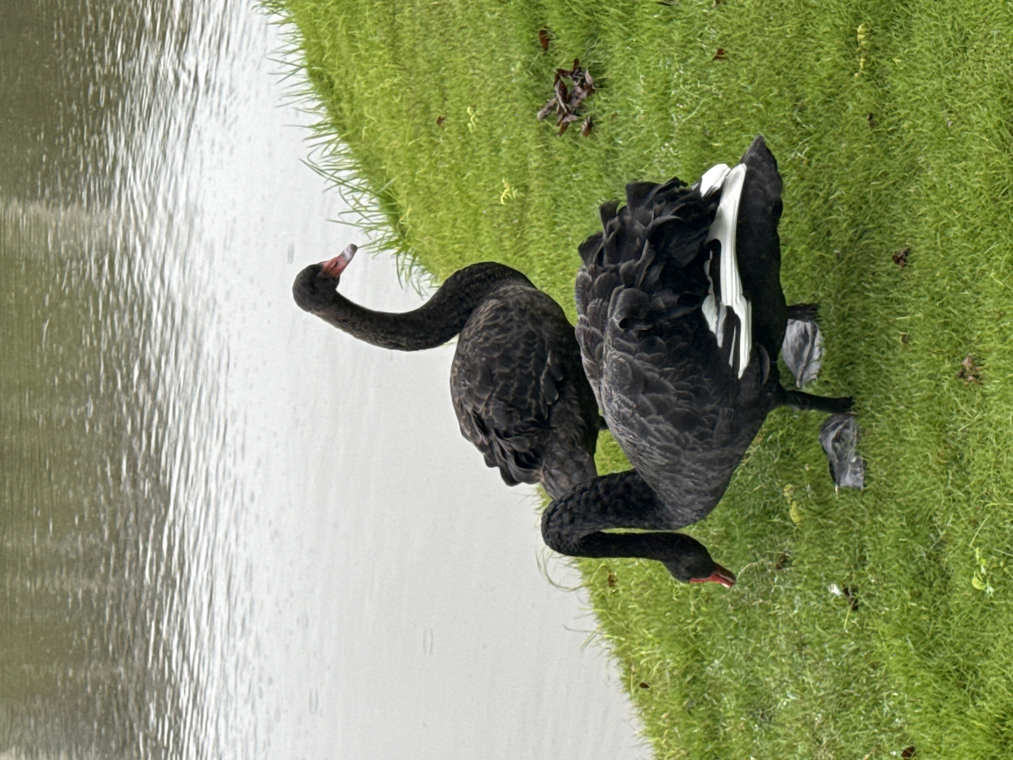 Rainy day at a Jiangjin park: swans, lotus ponds, and umbrellas