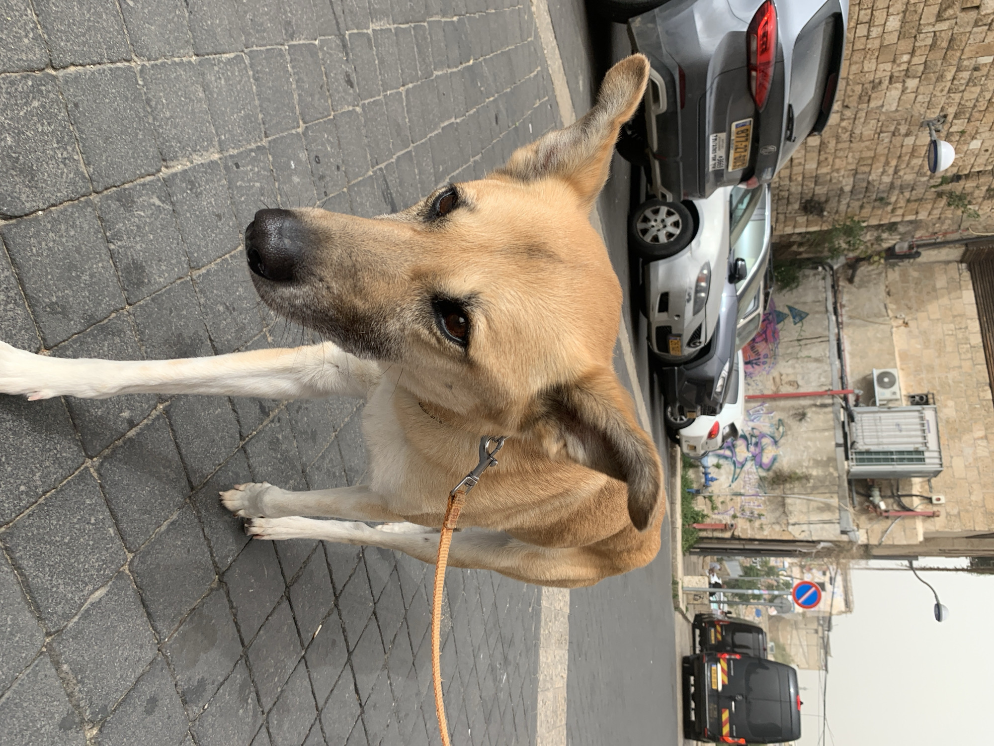 Dog spotted on Tel Aviv street near ancient wall