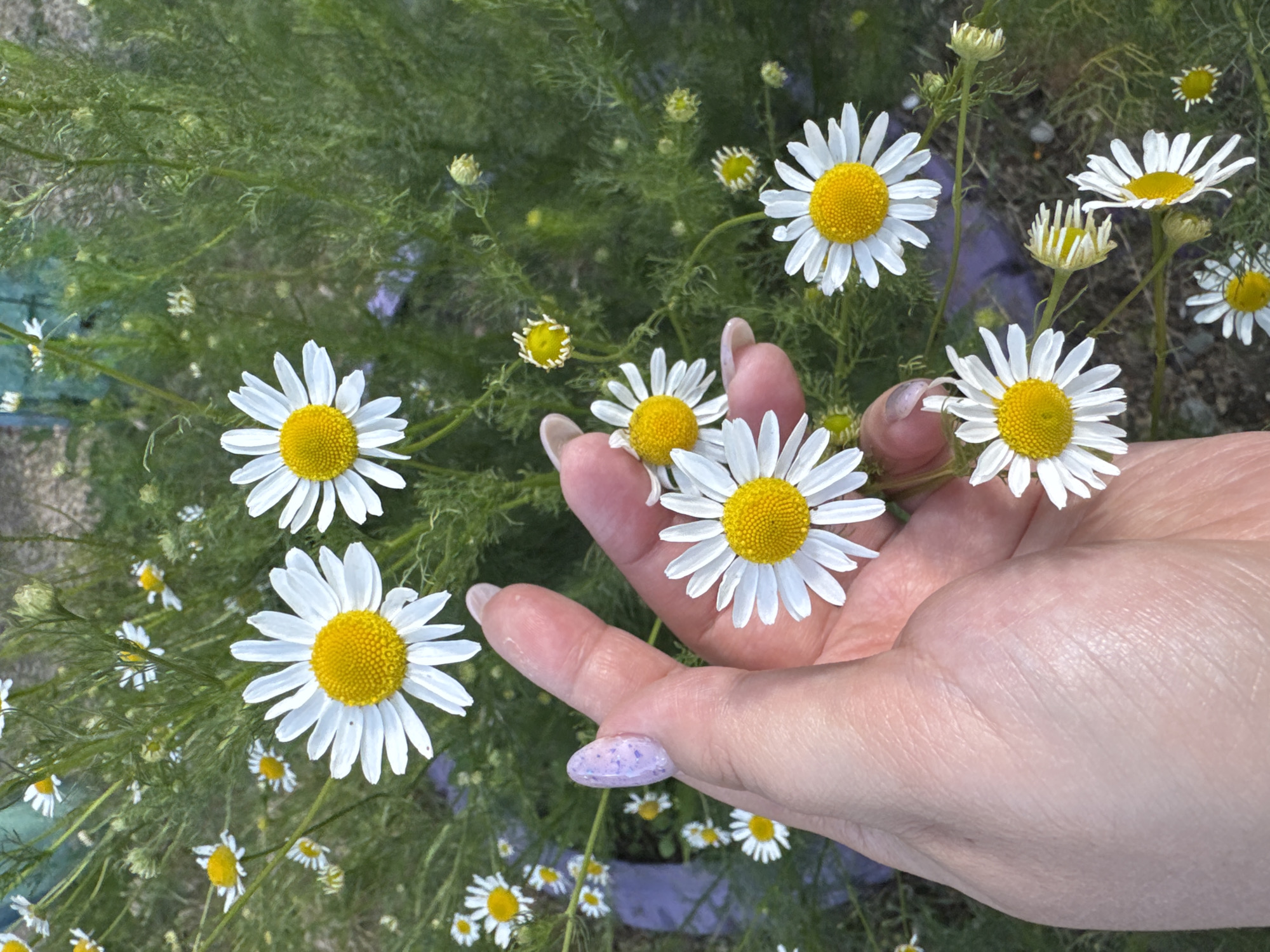 Daisies, puddles, and a rusted truck in a summer field