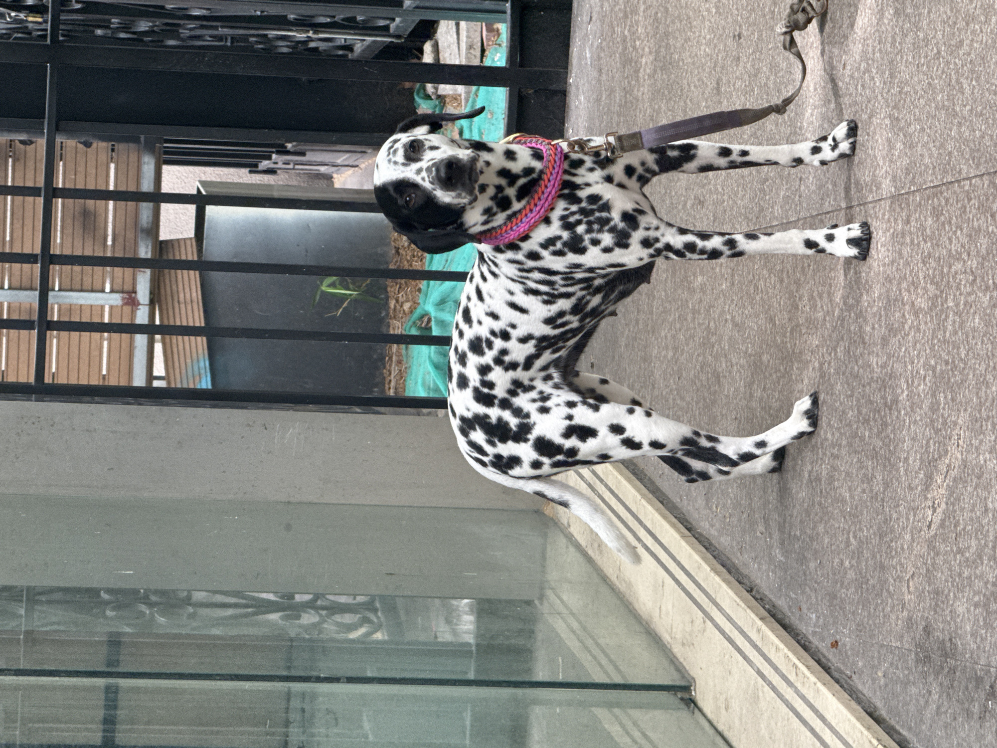 Morning sidewalk rest: Person and Dalmatian pause in Shanghai