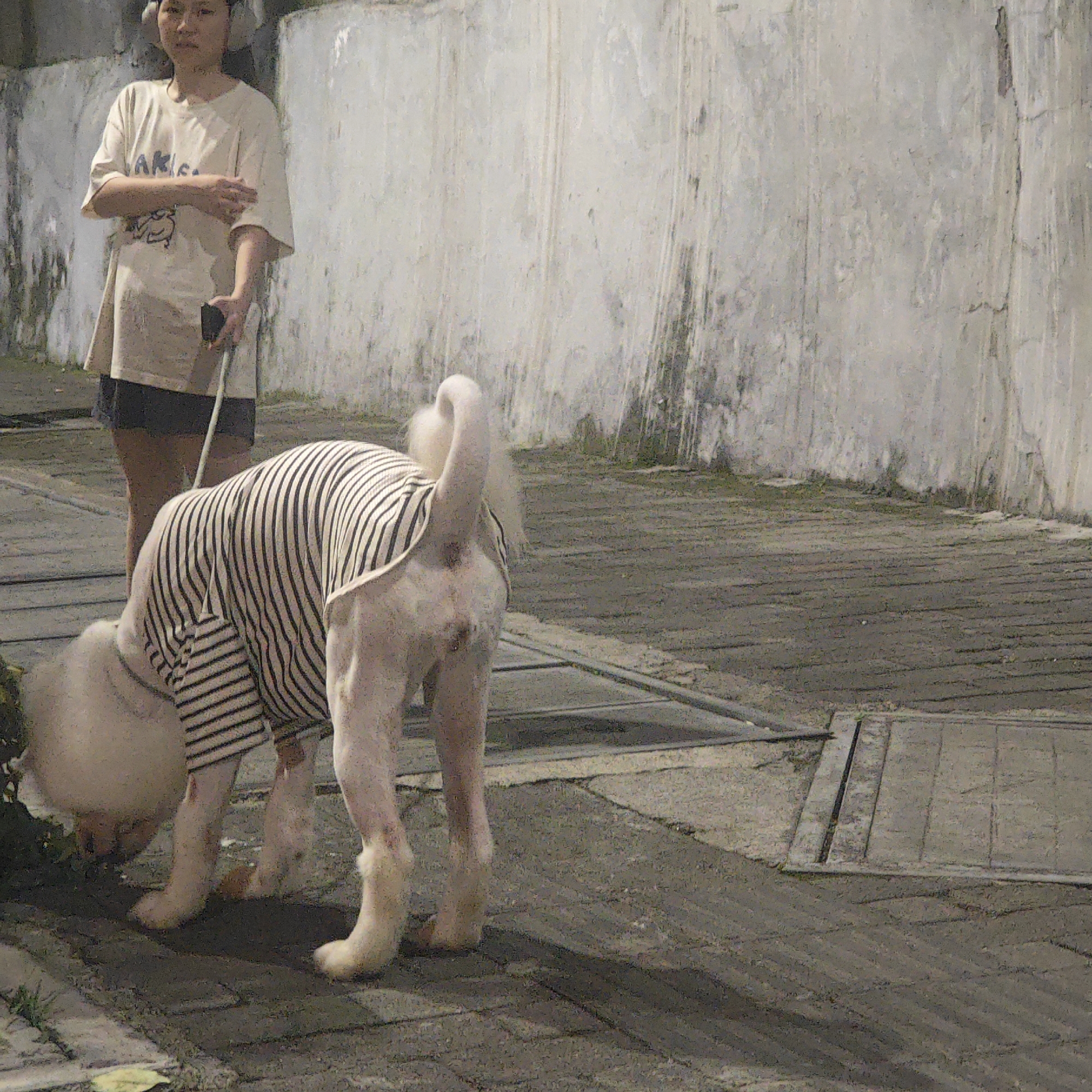 Woman walks large dog in Jiulongpo District evening