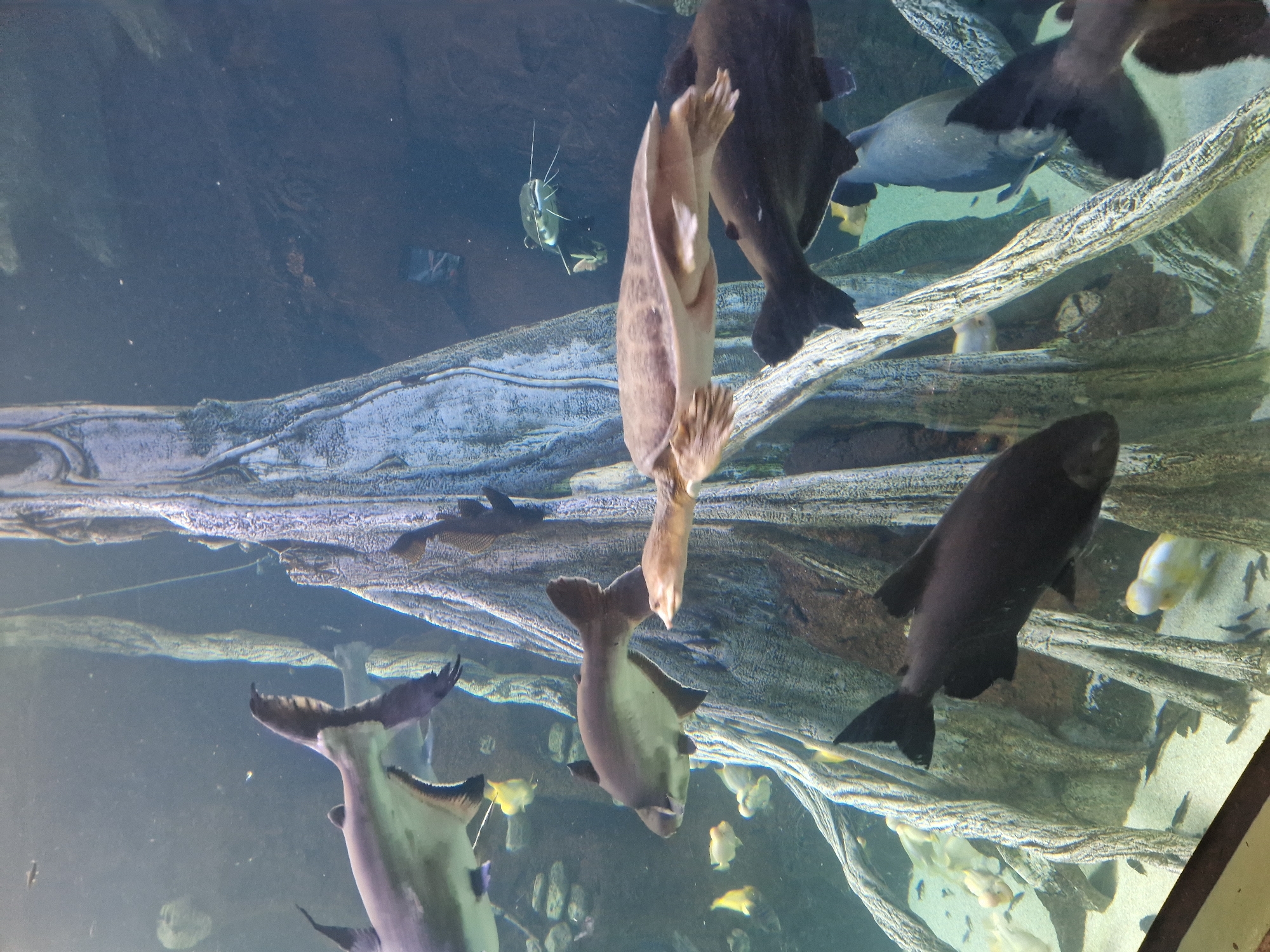 Aquarium exhibits showcase diverse marine life in multiple displays