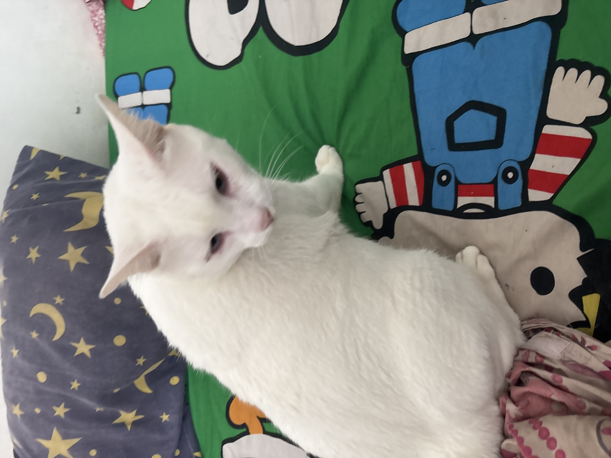 White cat with different colored eyes documented in Jakarta home