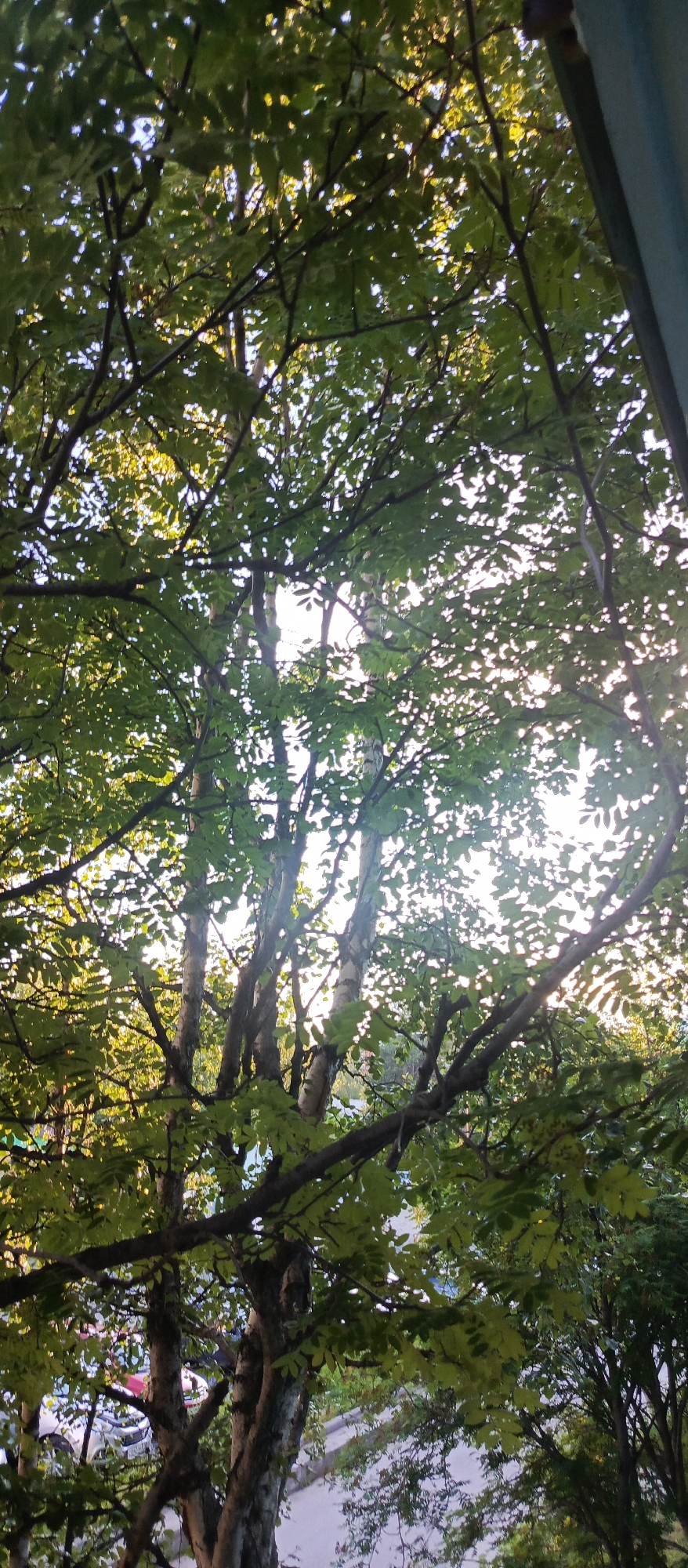 Through the treetops of a Polarnie Zori courtyard, summer afternoon.
