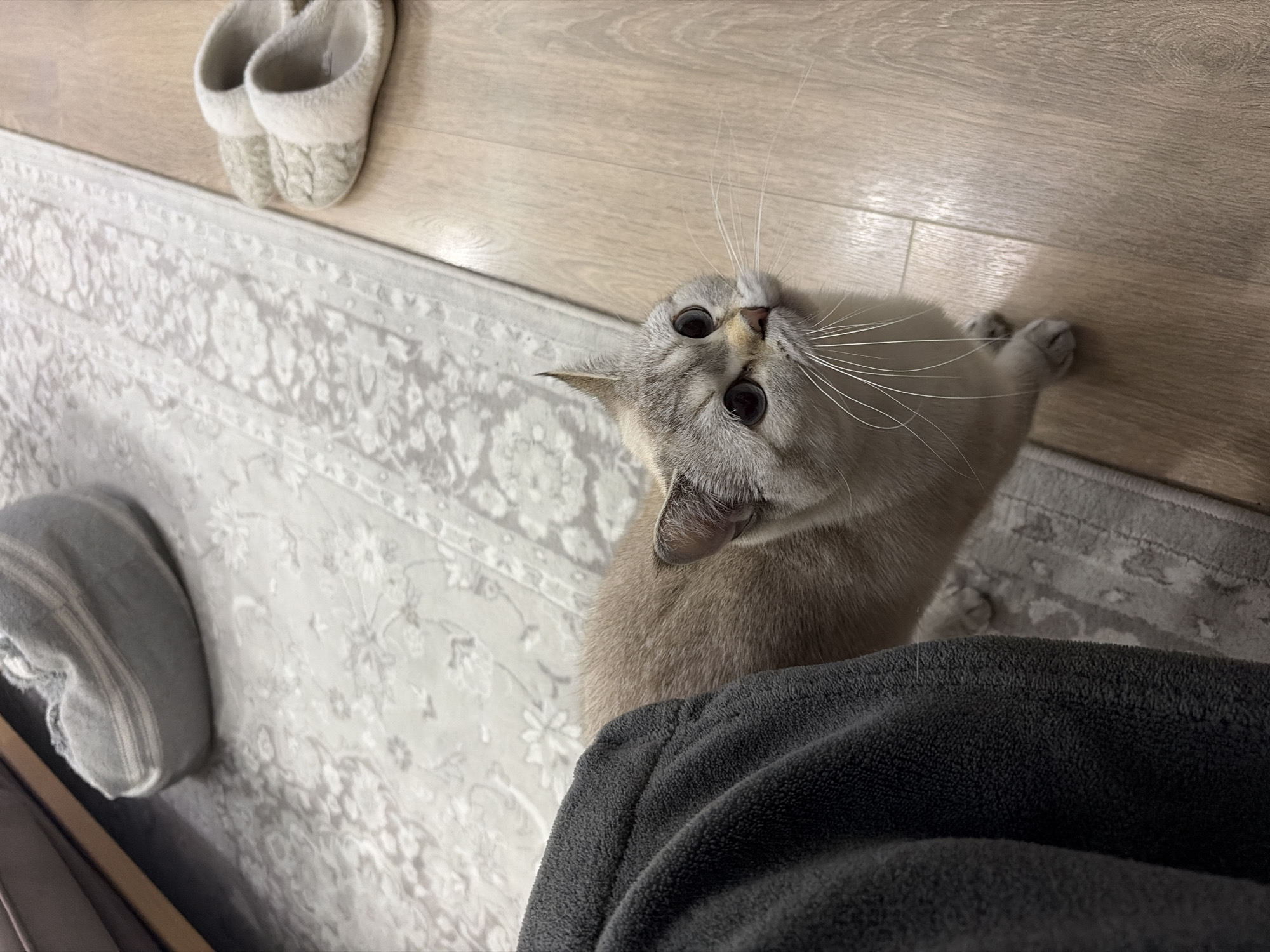 Domestic cats rest at home in Burgas, Bulgaria