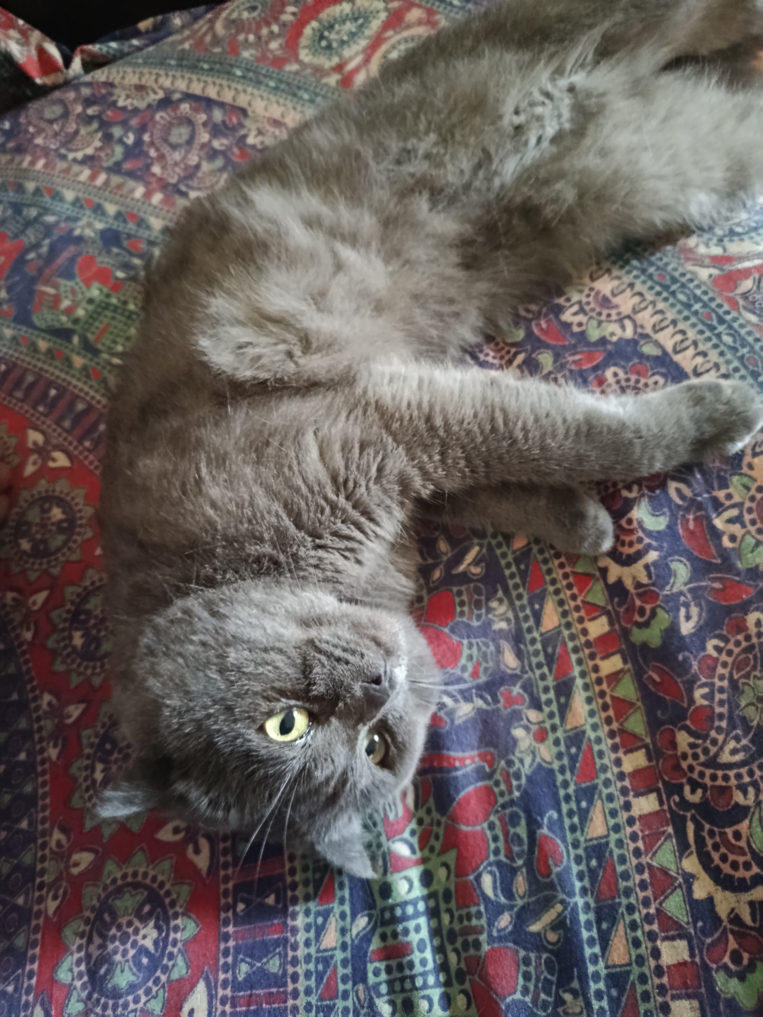 Scottish Fold cat relaxing at home in Baku
