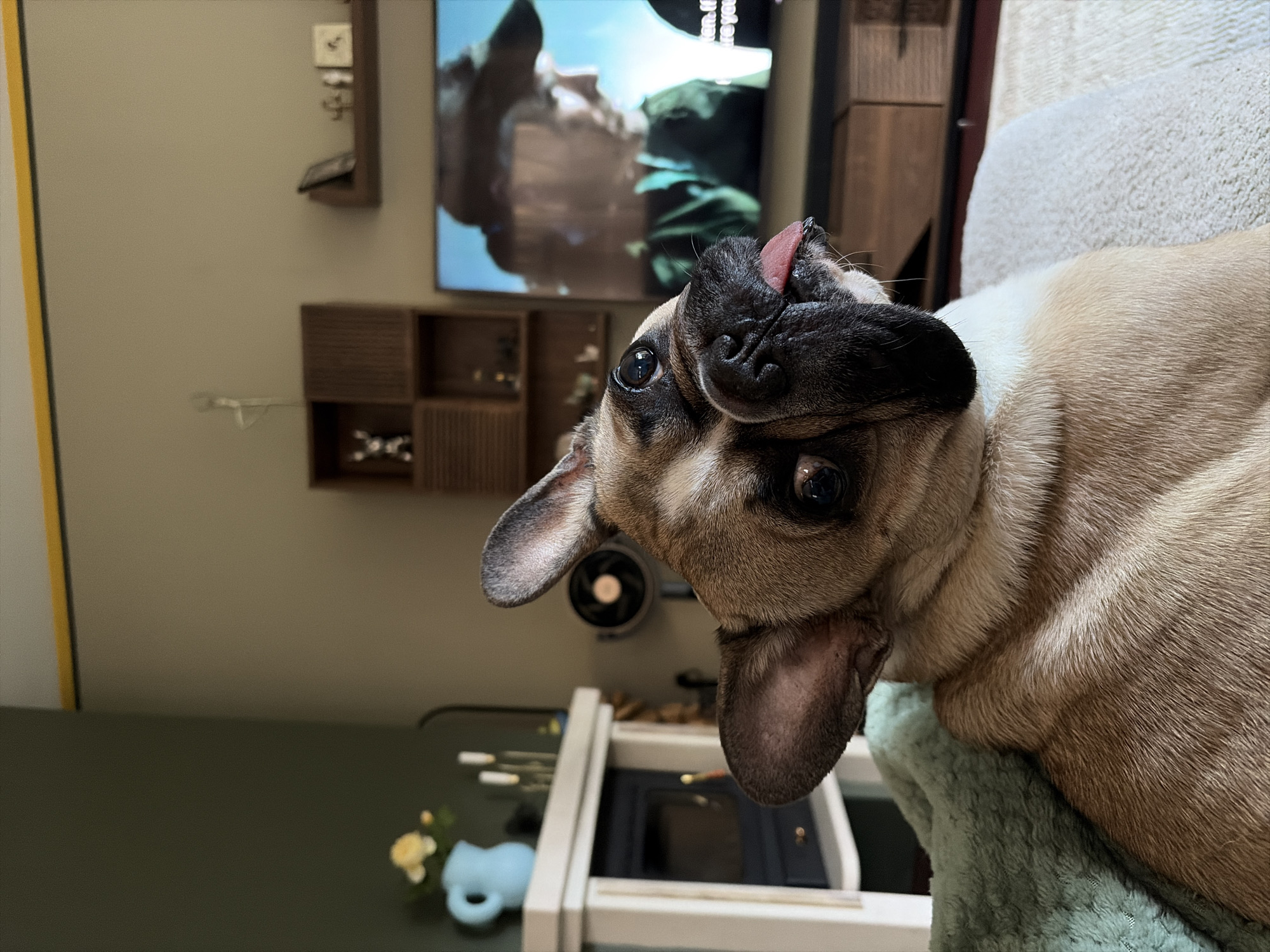 French Bulldog spotted looking curious in Sofia