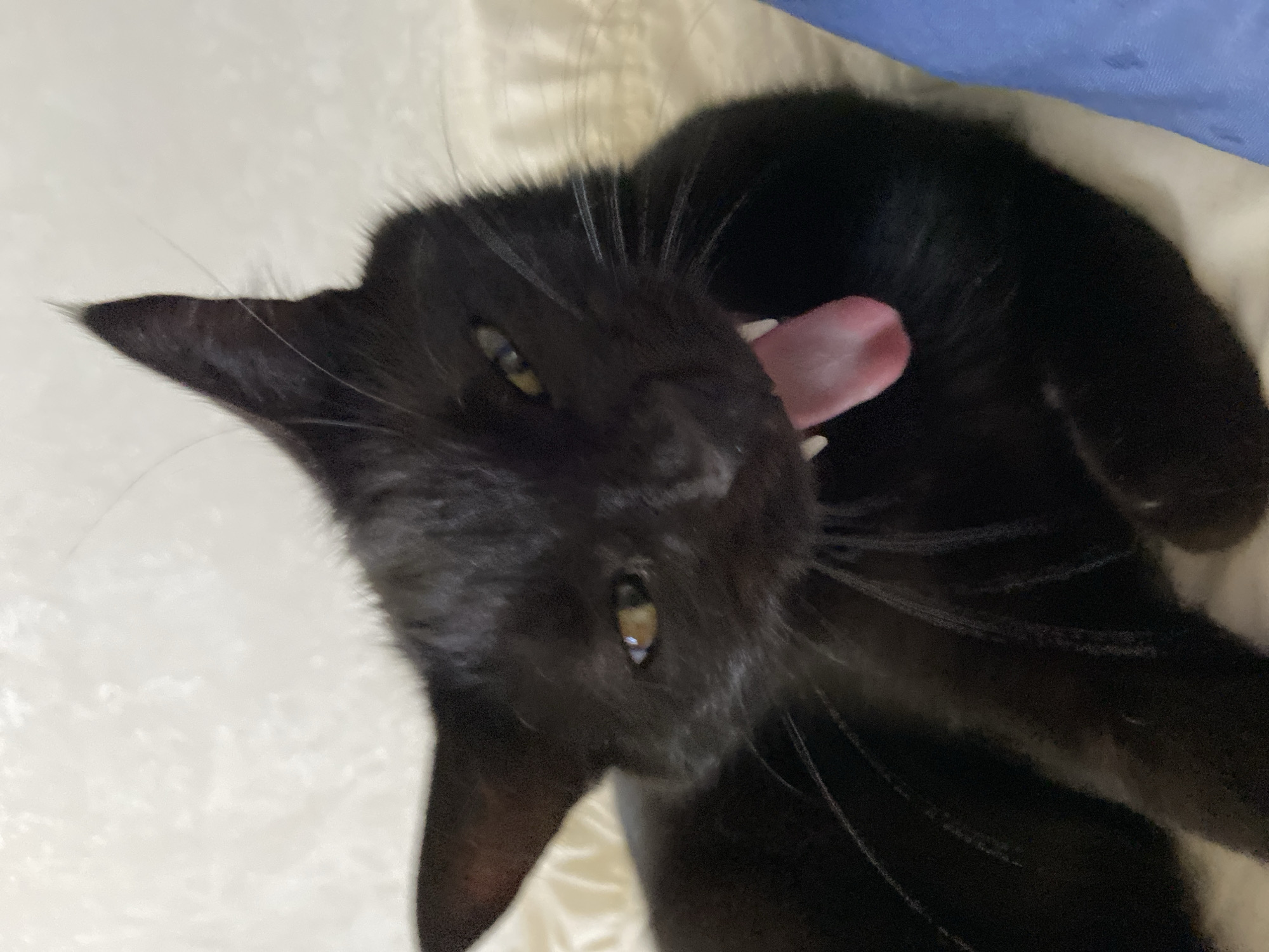 Black cat yawning and resting, shot close up