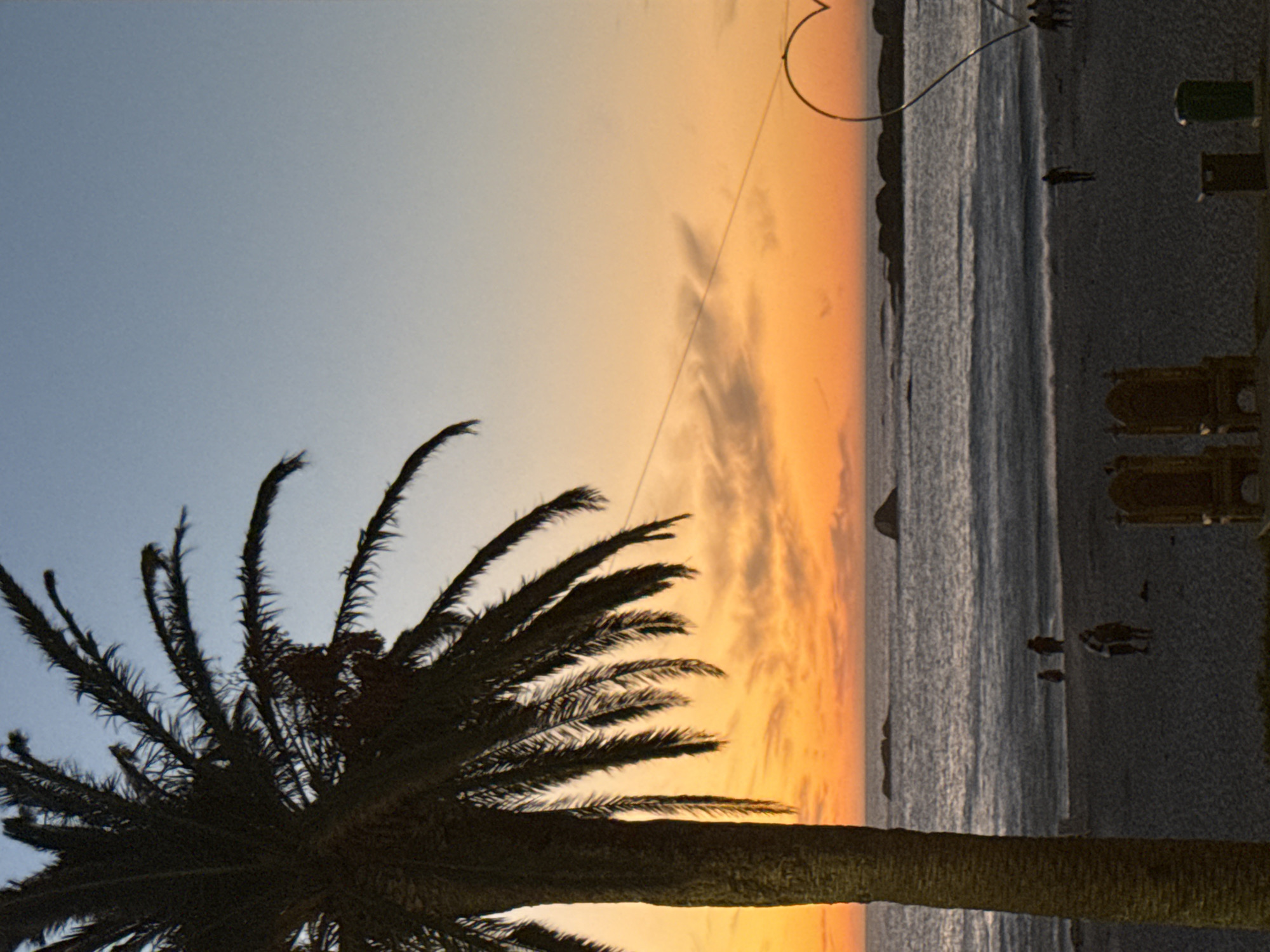 Urban beach sunset captured with palm tree silhouette
