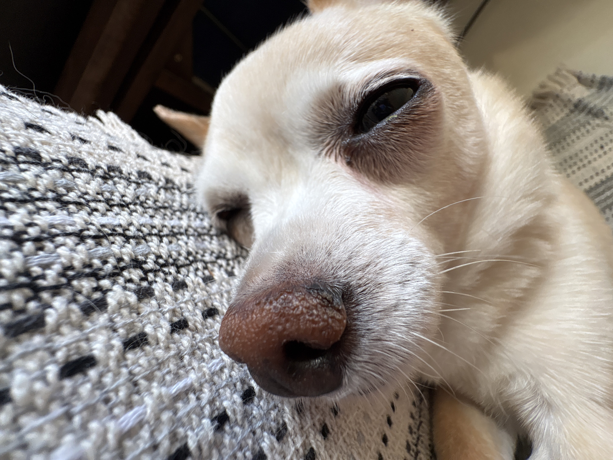 Early morning pet moments documented in Vratsa apartment