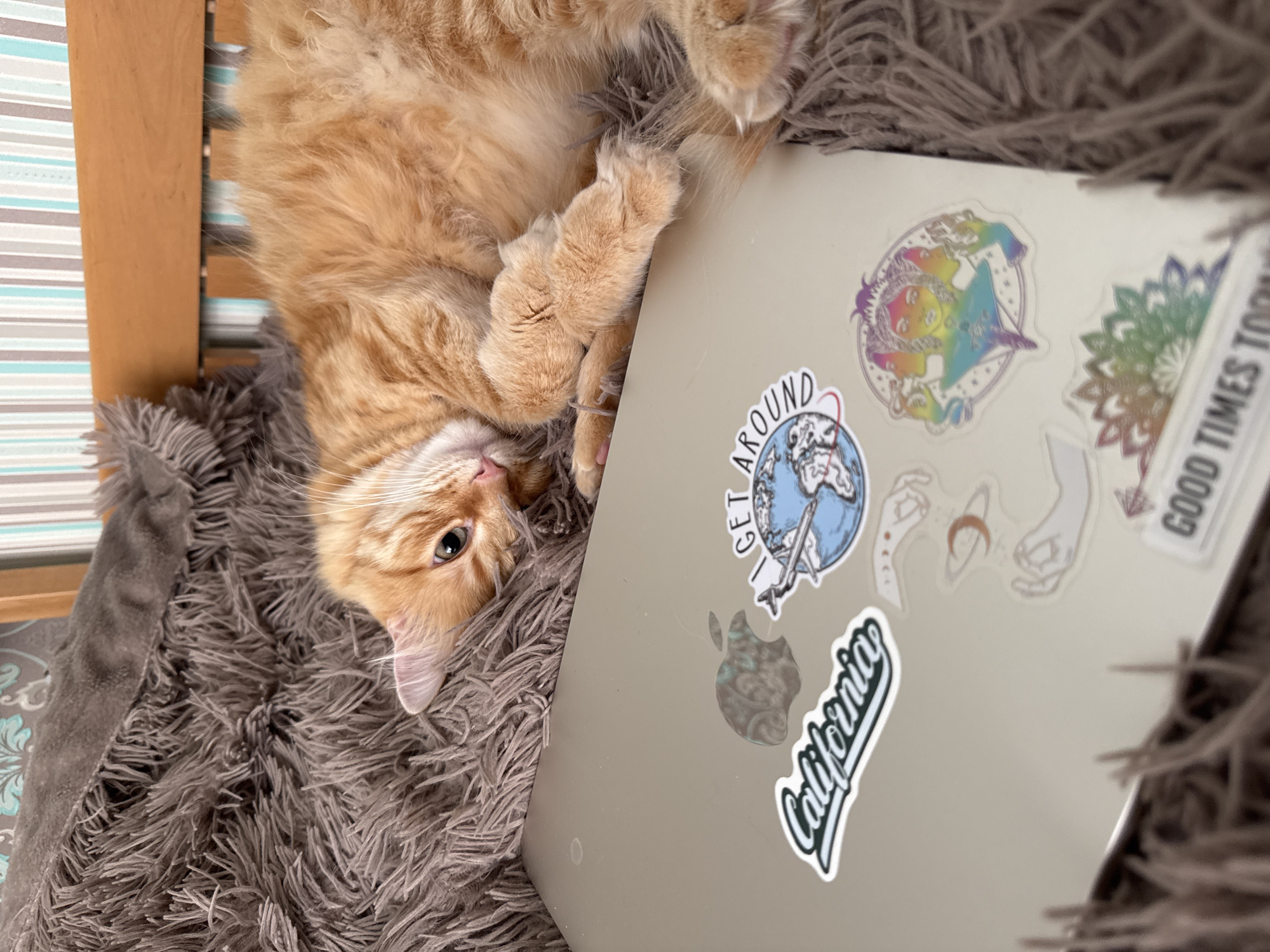 Cat nap and movie time on a sticker-covered laptop
