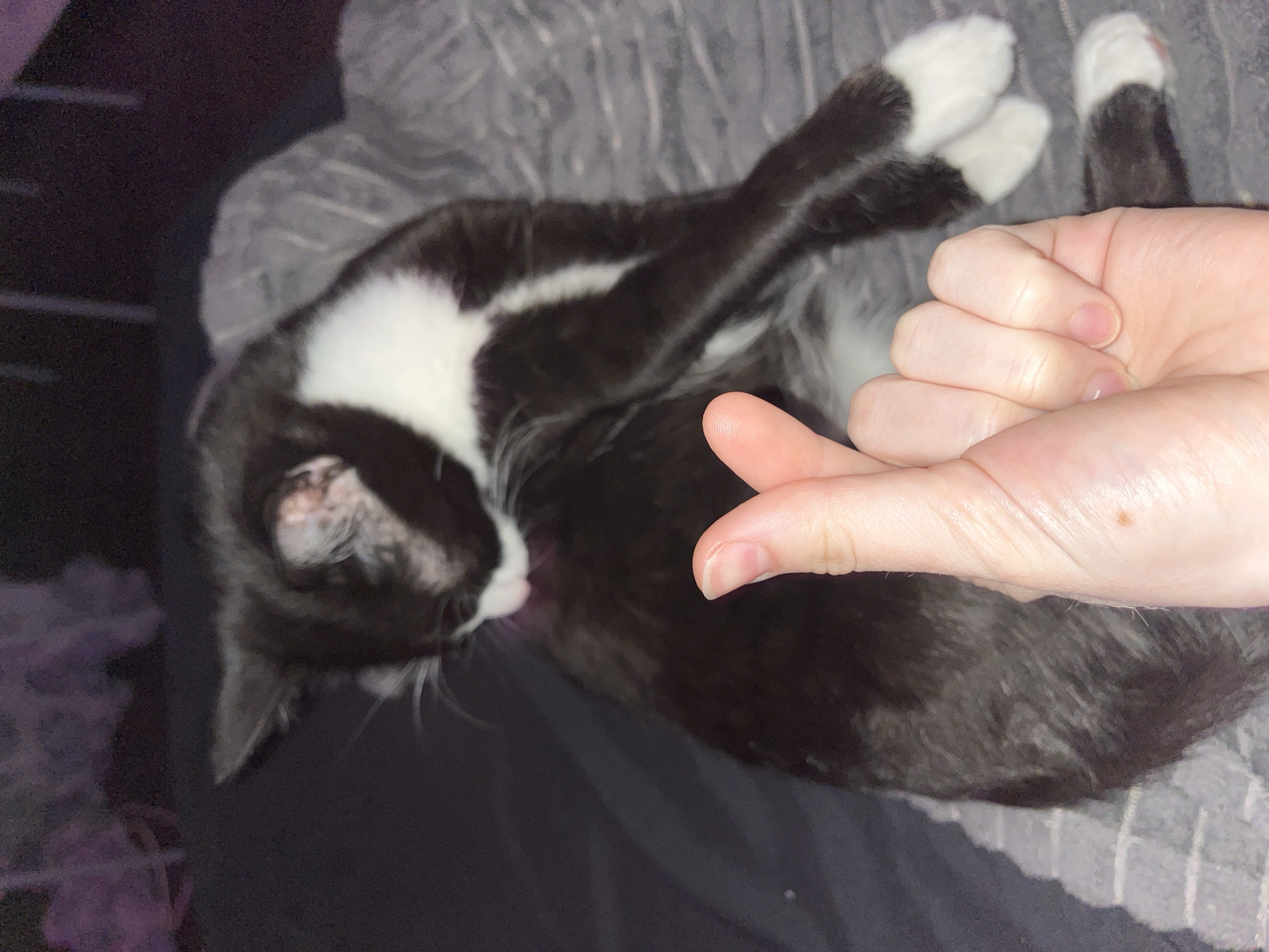 Cat observed grooming and resting in Saint Petersburg