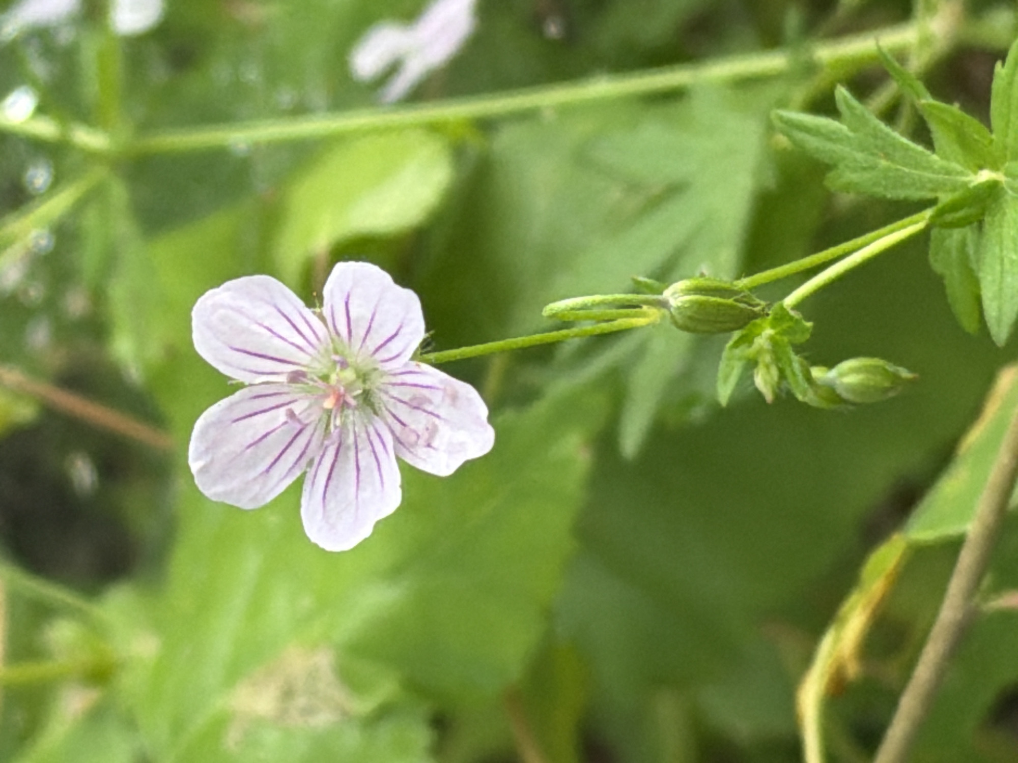Wild flora up close — flower and pine seedling near Tsiolkovsky