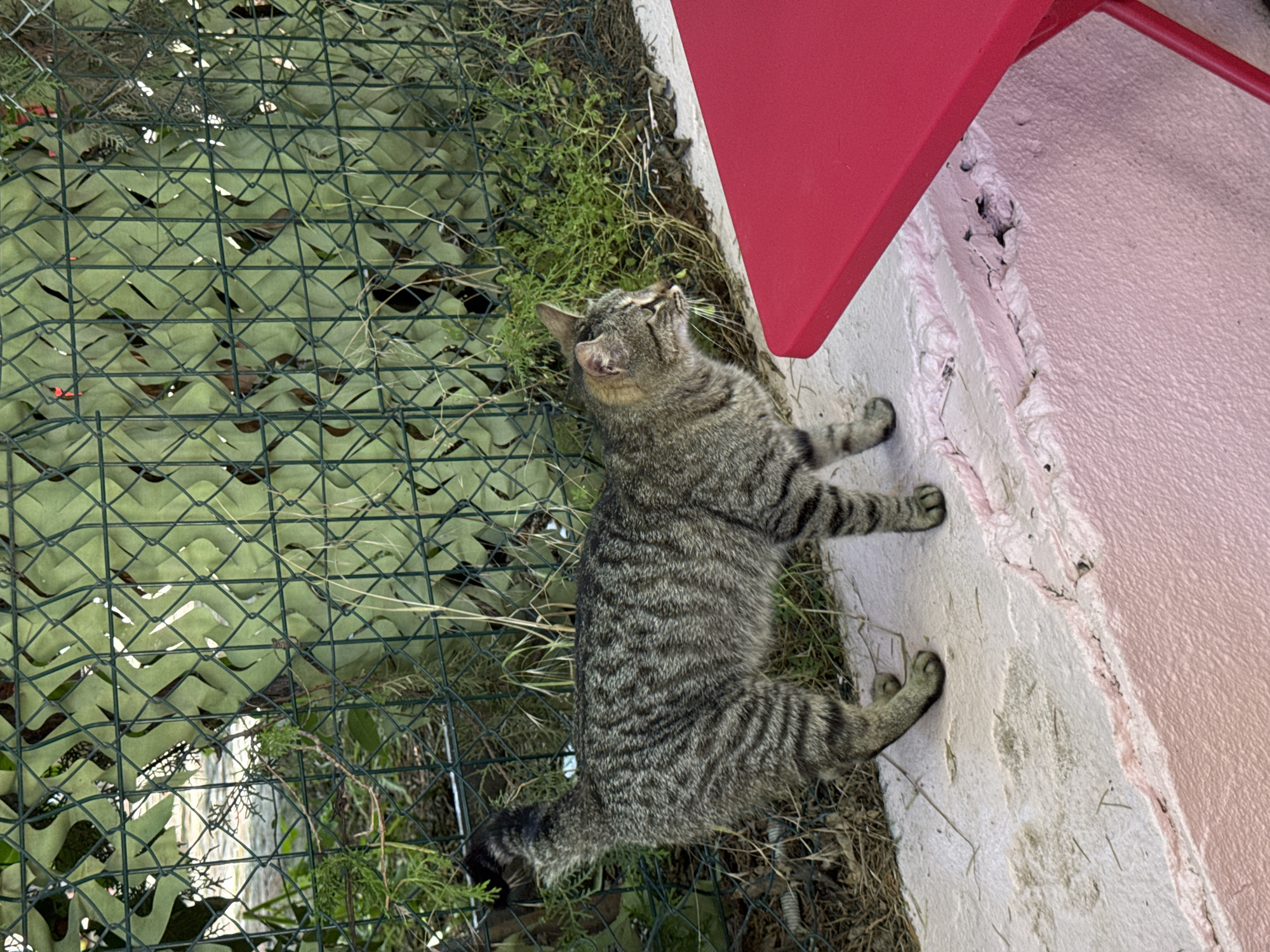 Breakfast at glass-roofed Tbilisi cafe with resident tabby cat