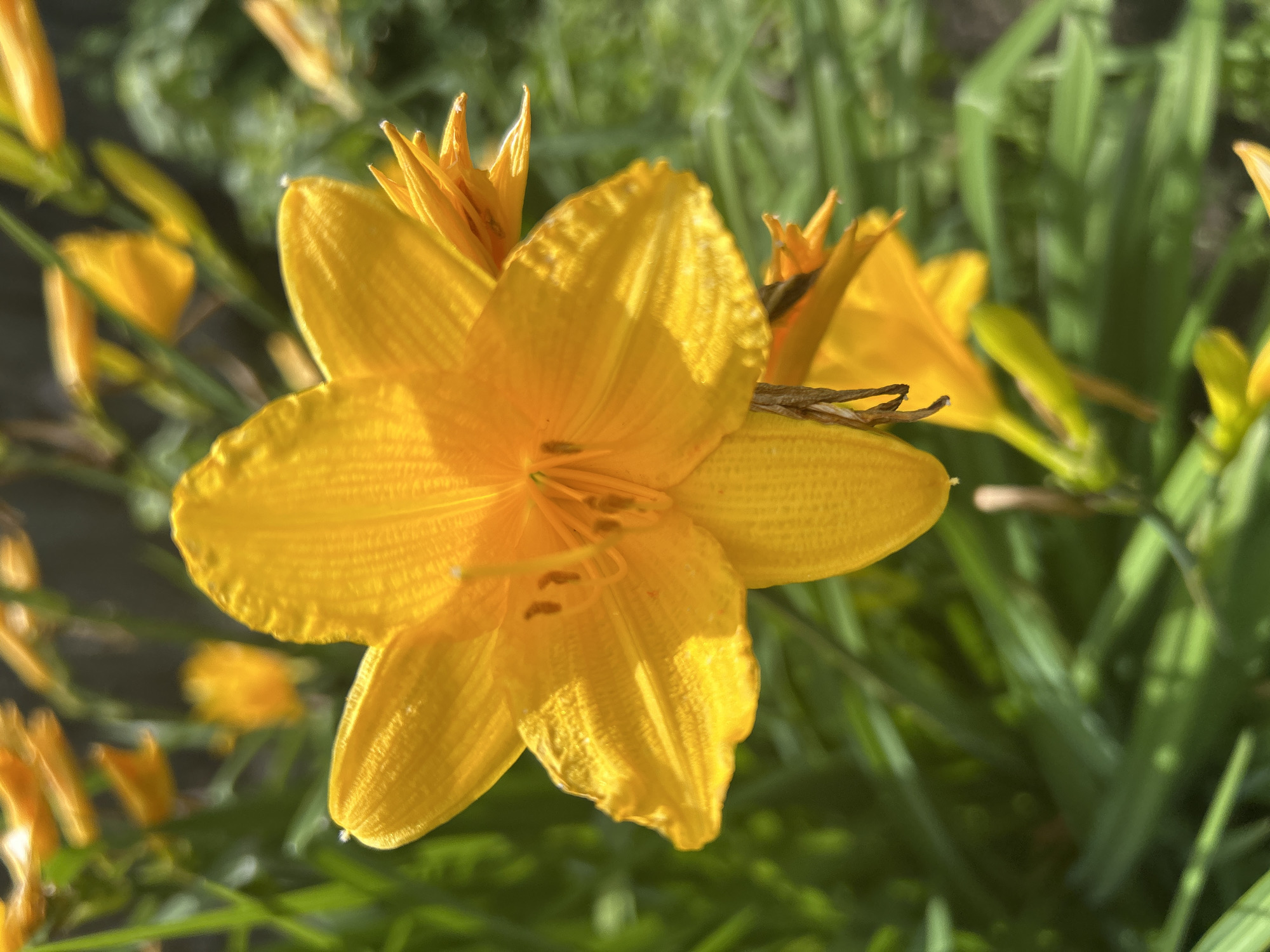 Morning garden blooms and cats in Sibay, Russia