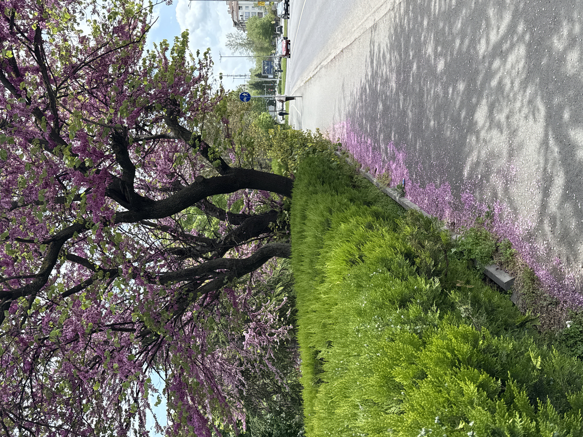 Spring blooms scatter pink petals on Burgas street