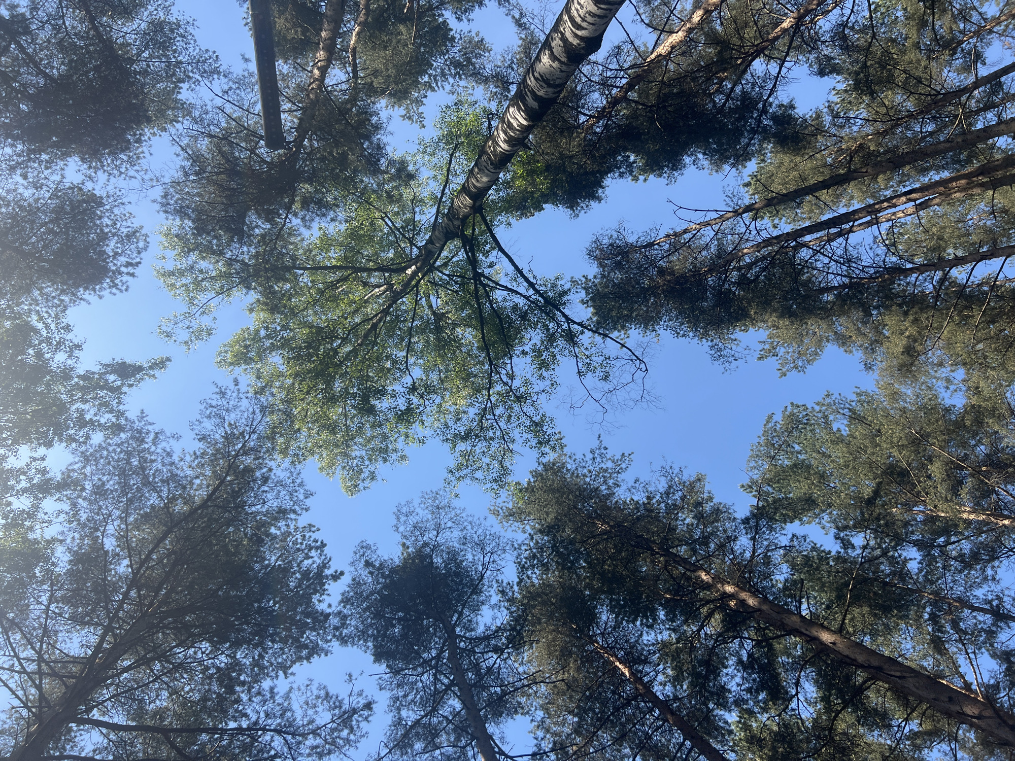 Morning forest walk documented in Saint Petersburg parks