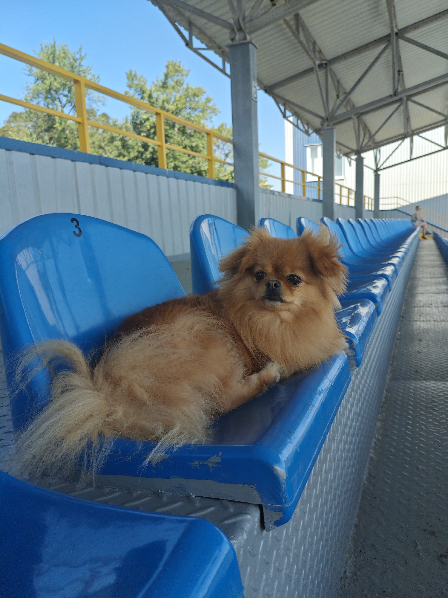 Pomeranian relaxing across blue stadium seats in Kremenchuk