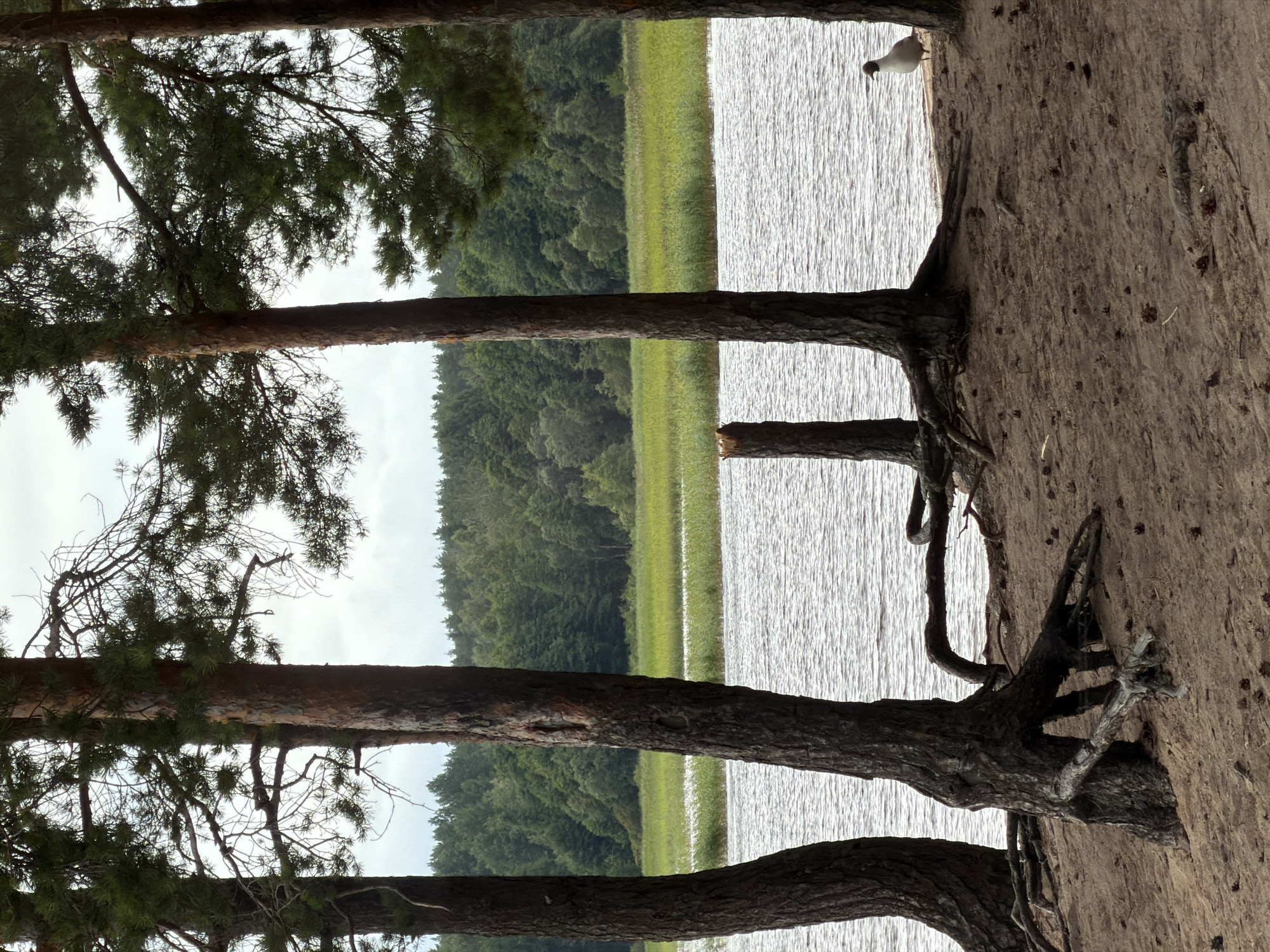 Lakeside stop in Russian pine country, mug on the dash