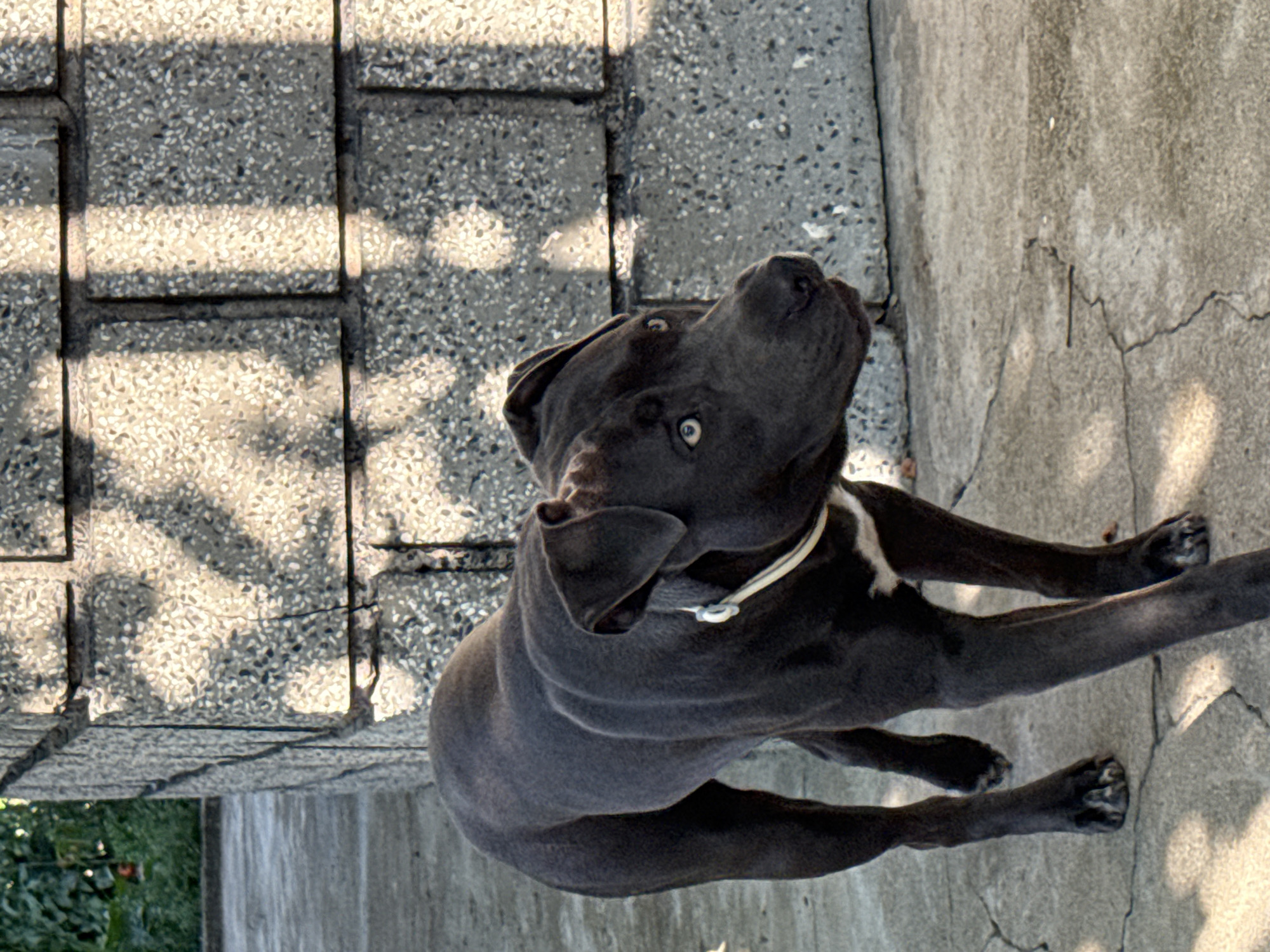 Pit bull type dog explores a backyard in Tvarditsa, Bulgaria