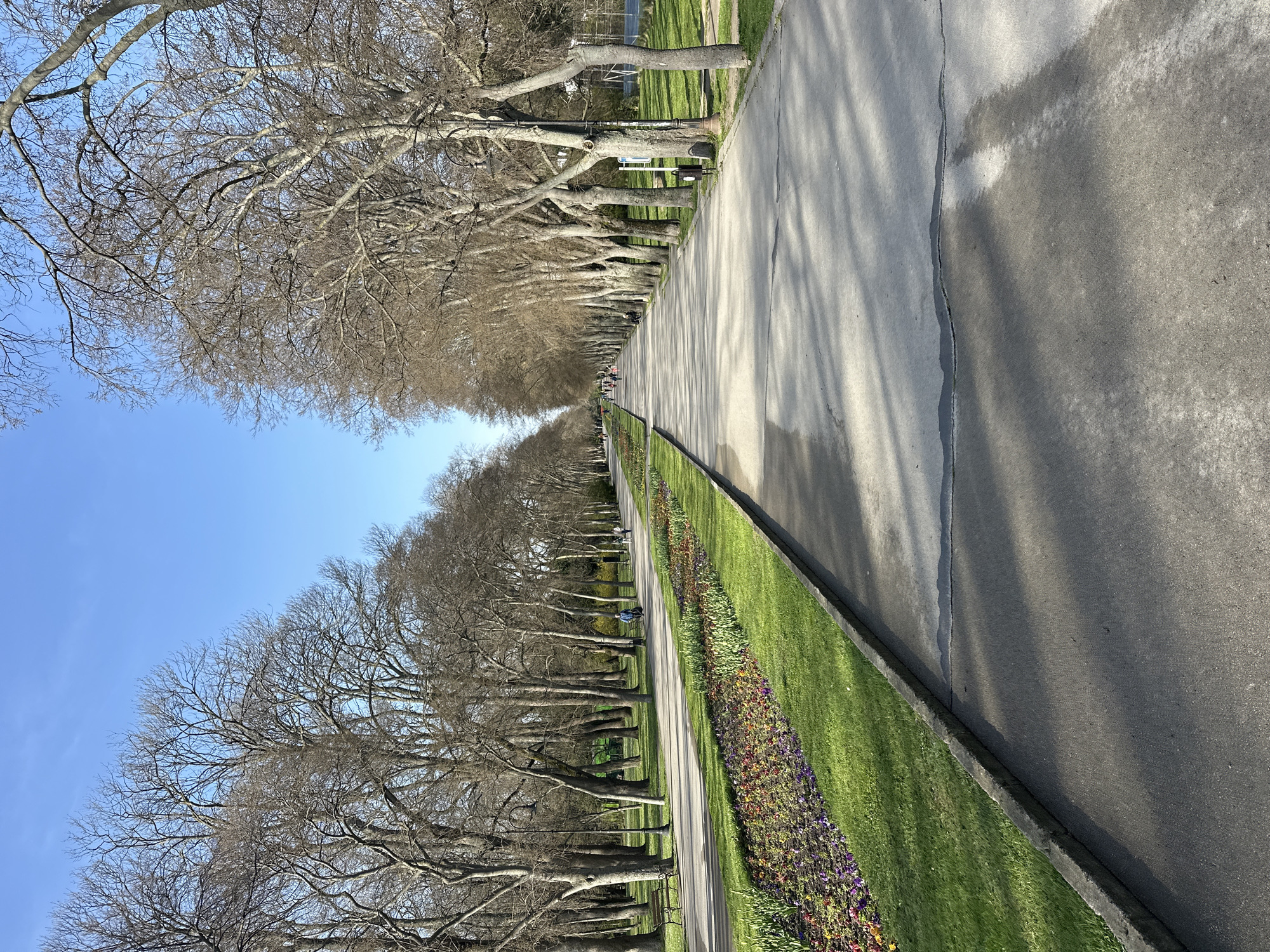 Morning scene captured along tree-lined park avenue in Varna
