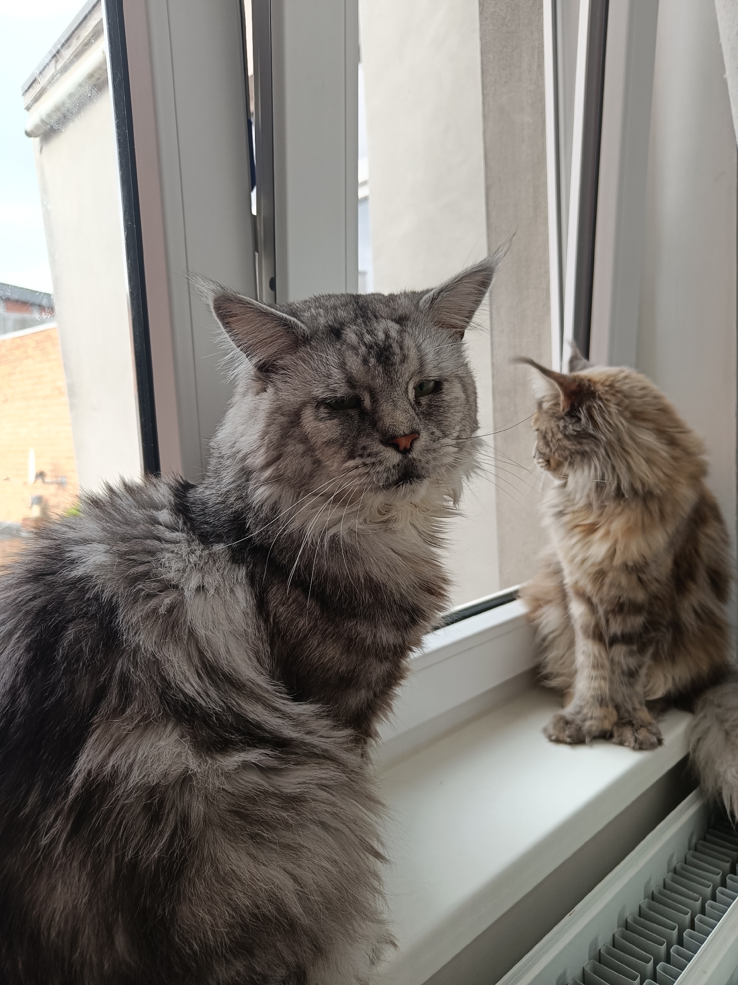 Maine Coon cats spotted on windowsill in Leuven
