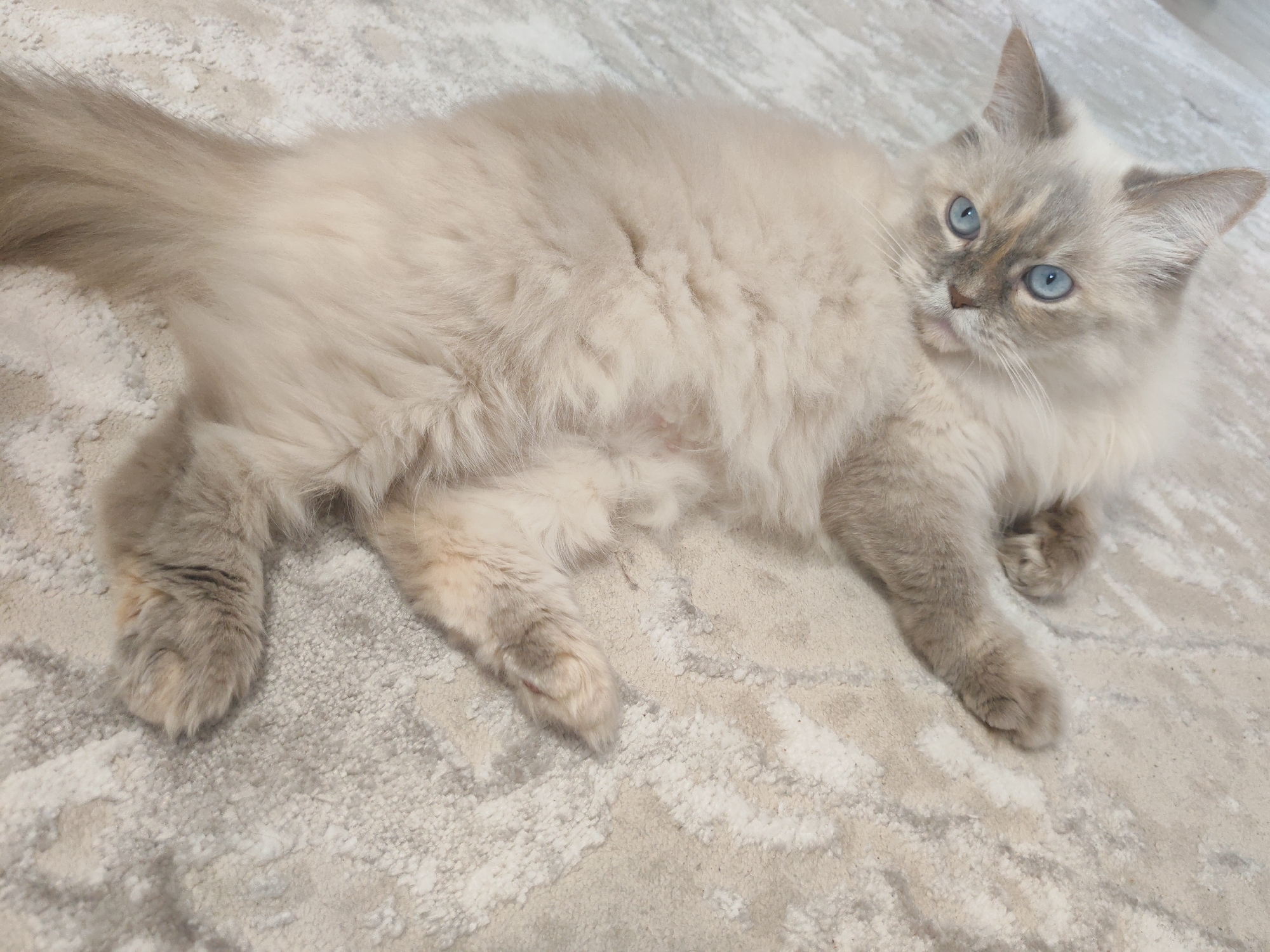 Long-haired cat with blue eyes rests on rug in Podolsk
