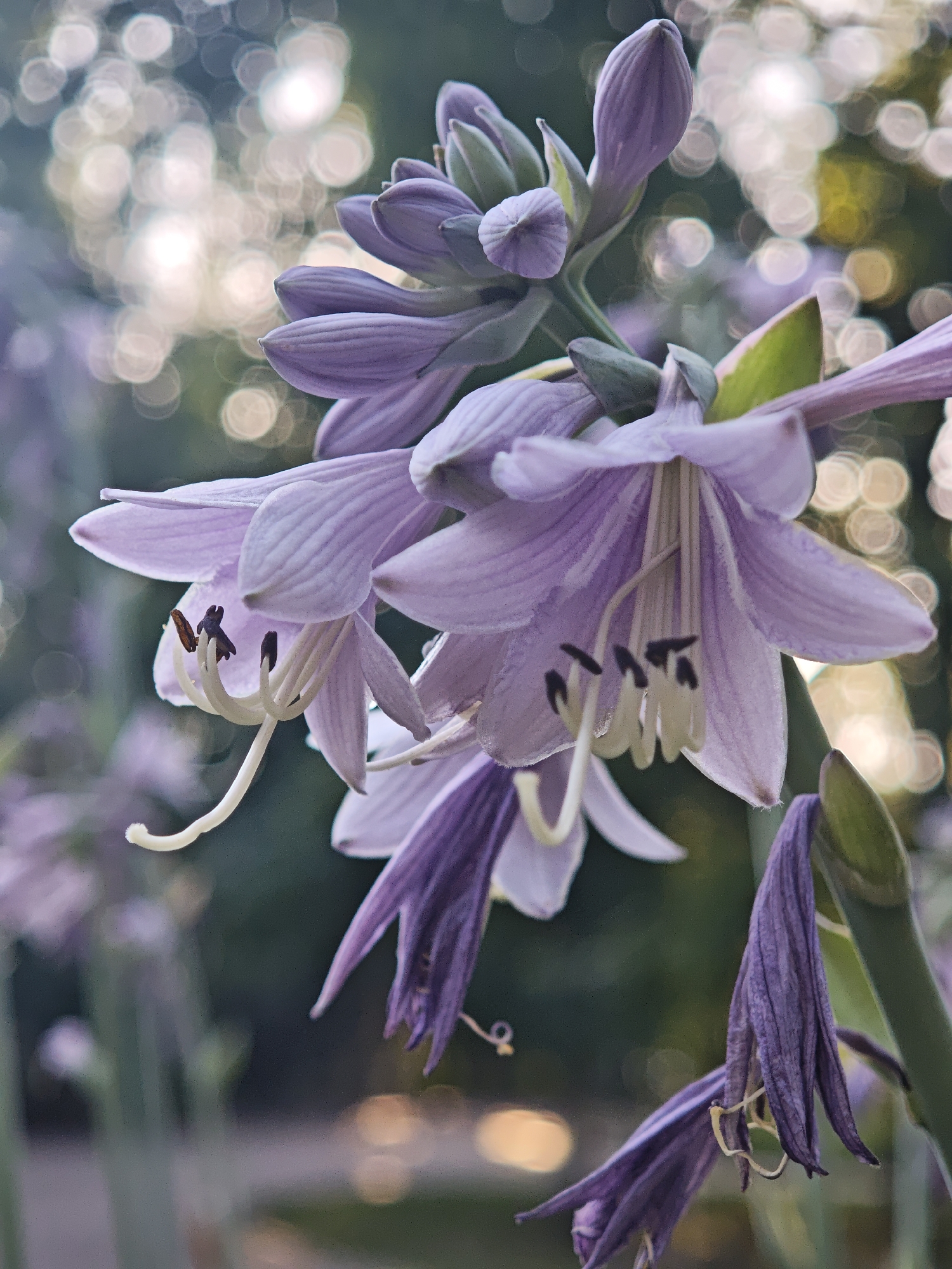 Garden blooms, a perched blackbird, and a carousel horse