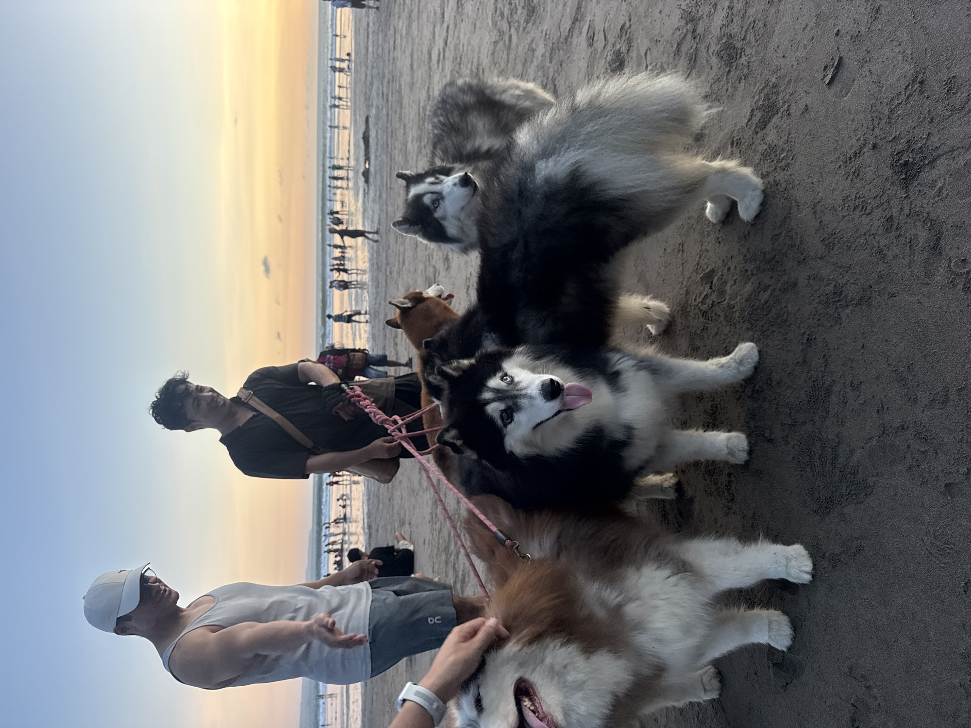 Evening beach activities and husky dog walker draw crowds at Kuta