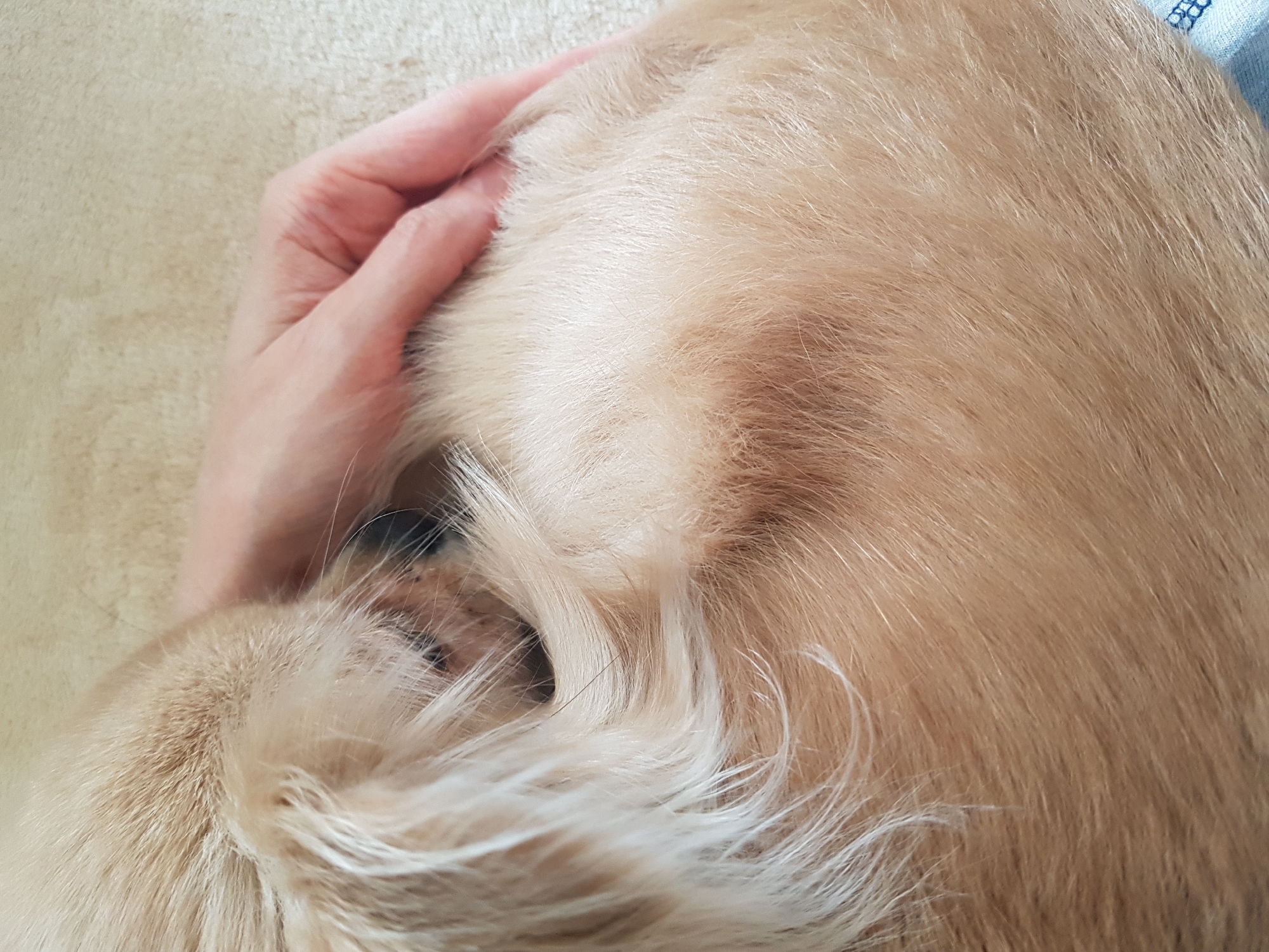 Morning coffee and dog companionship captured in Saint Petersburg