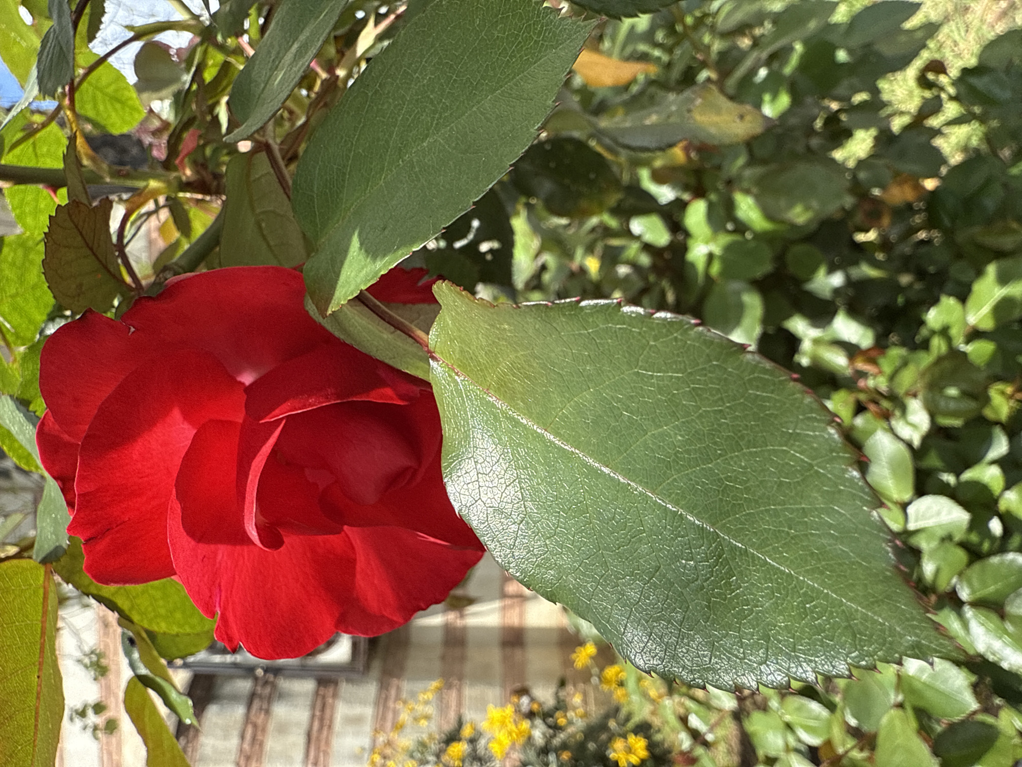 Spring walk captured in Istanbul with roses and waterfront views