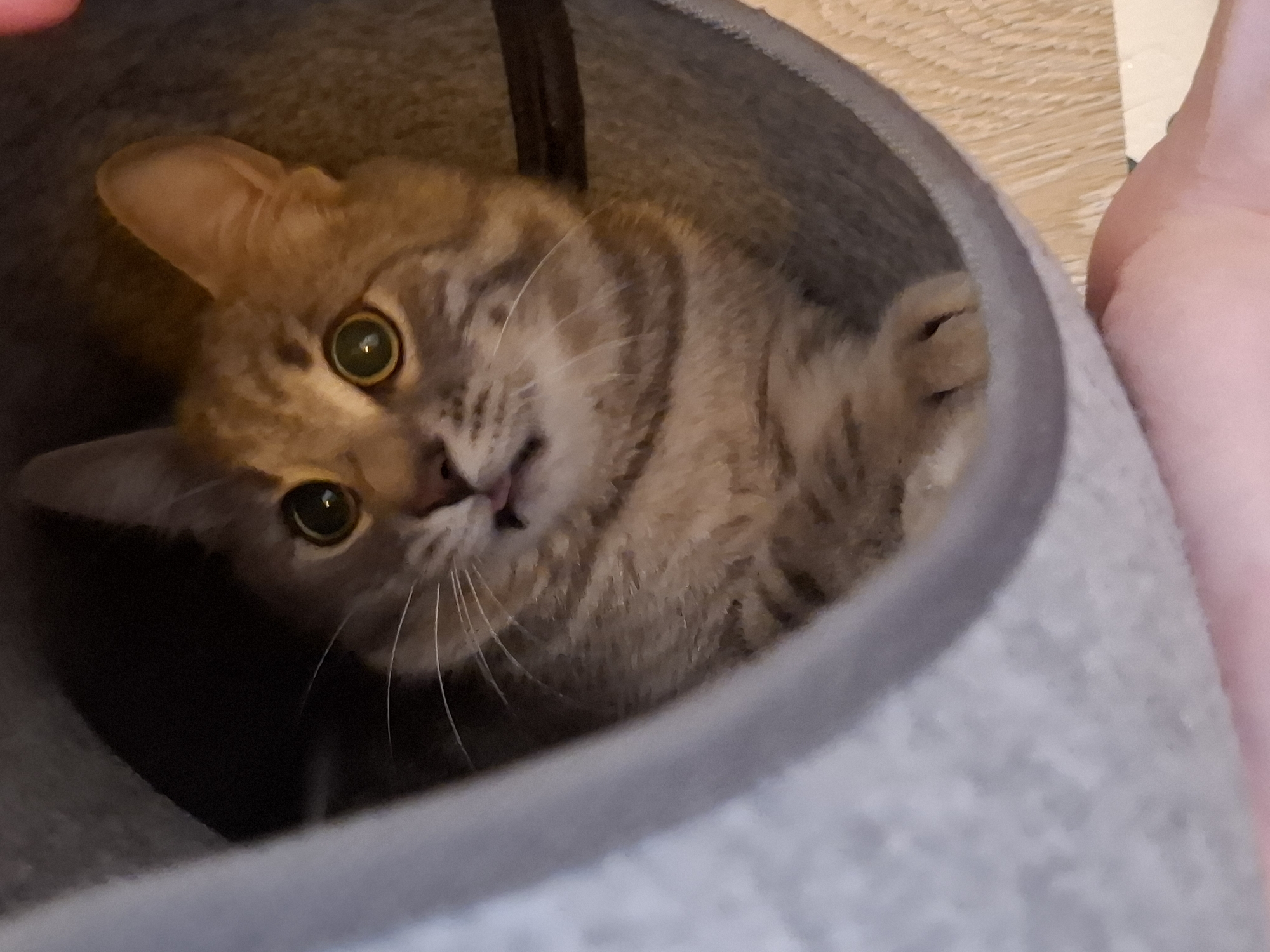 Tabby cat observed resting in grey bed, covering face
