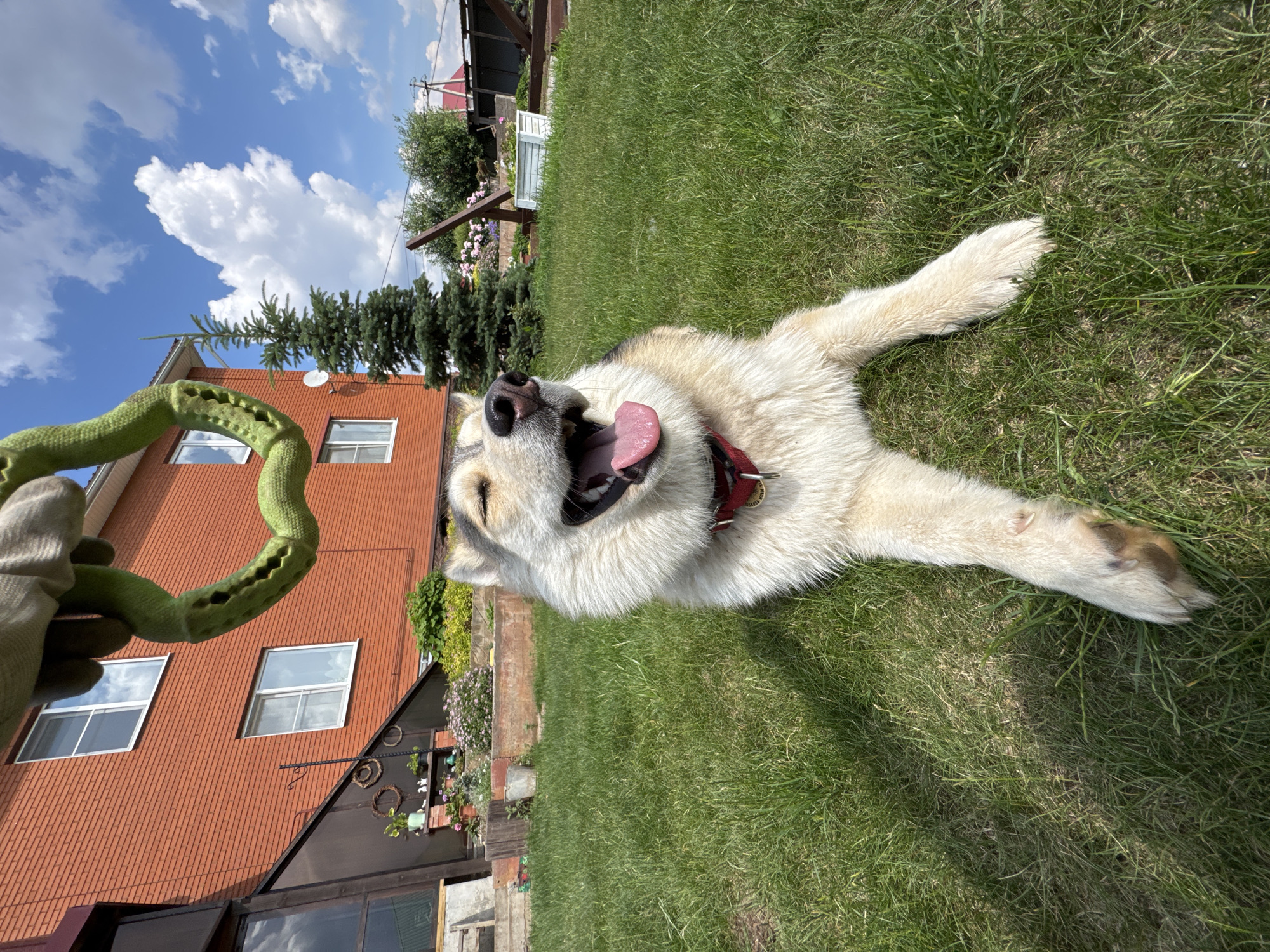 Husky playtime in Perm backyard with rope toy