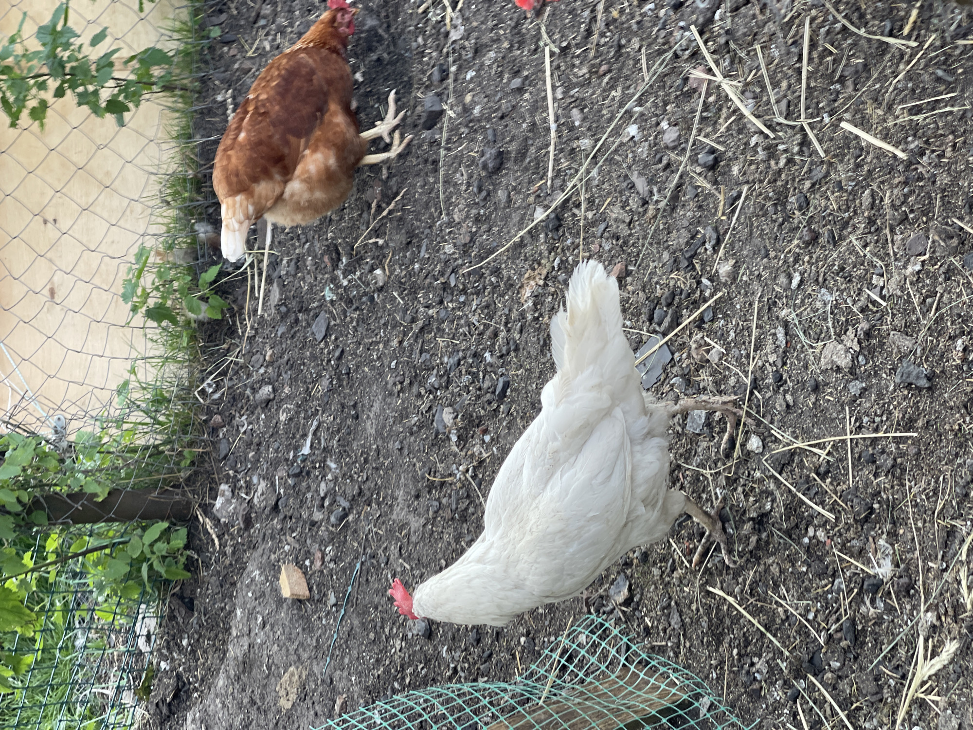 Farm animals and afternoon downtime in rural Zarechny