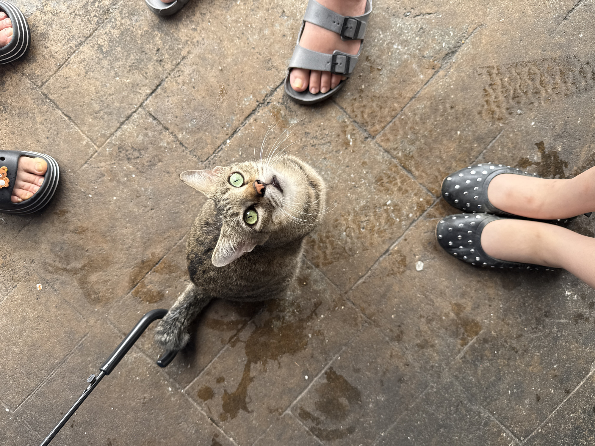 Early morning street scene in George Town features cat, food vendor